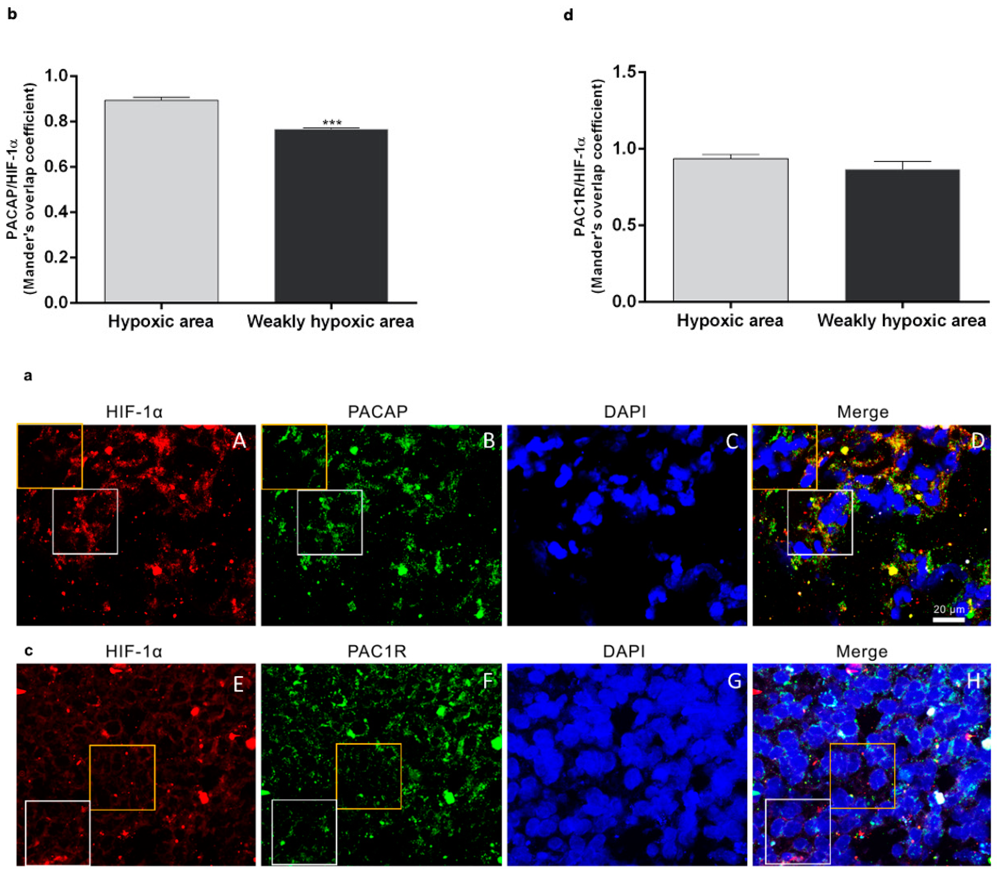 Biomedicines 09 00965 g001