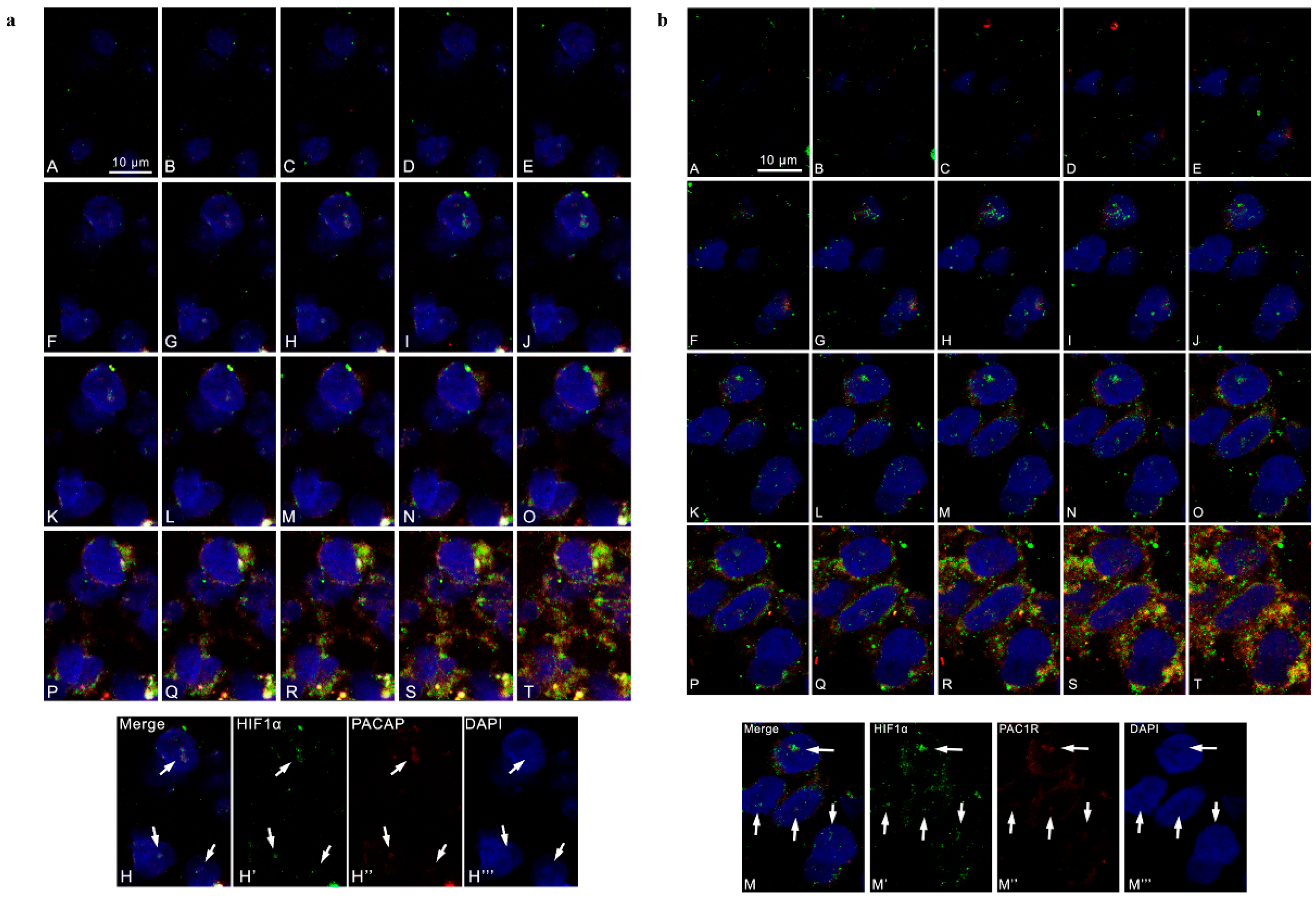 Biomedicines 09 00965 g002