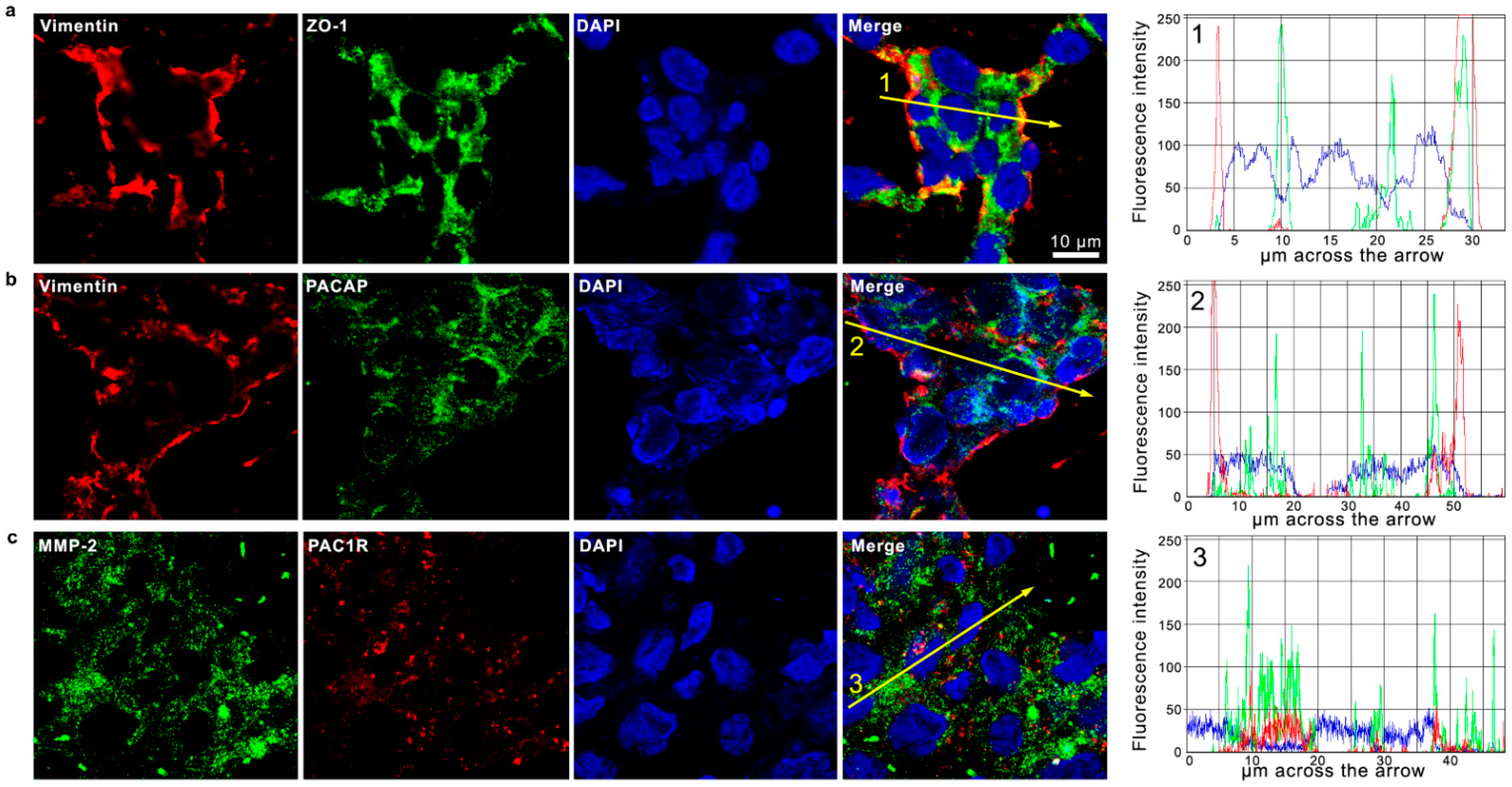Biomedicines 09 00965 g005