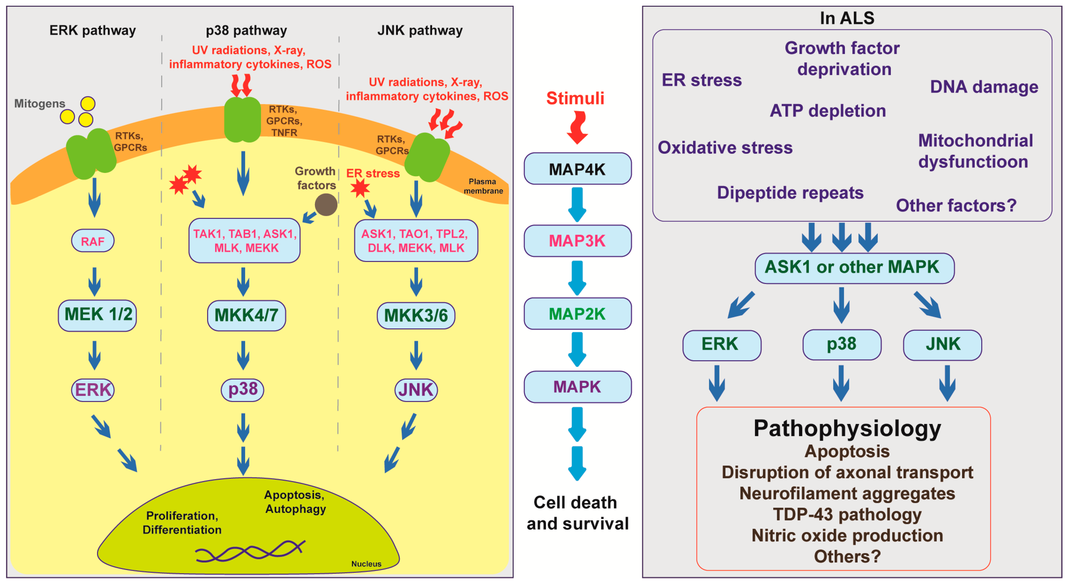 Biomedicines 09 00969 g001