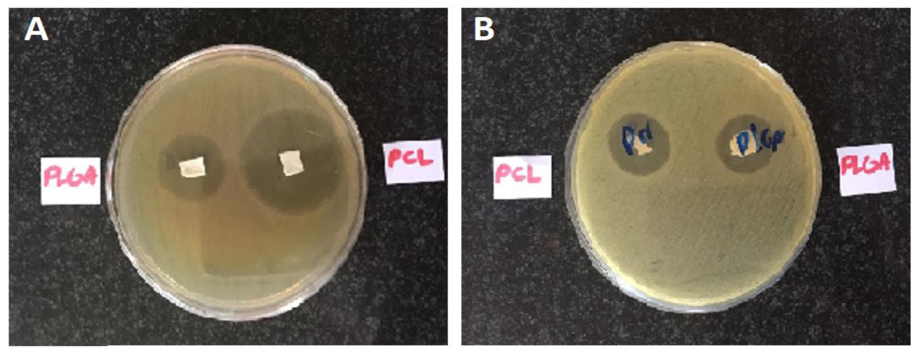 Biomedicines 09 00975 g003 550