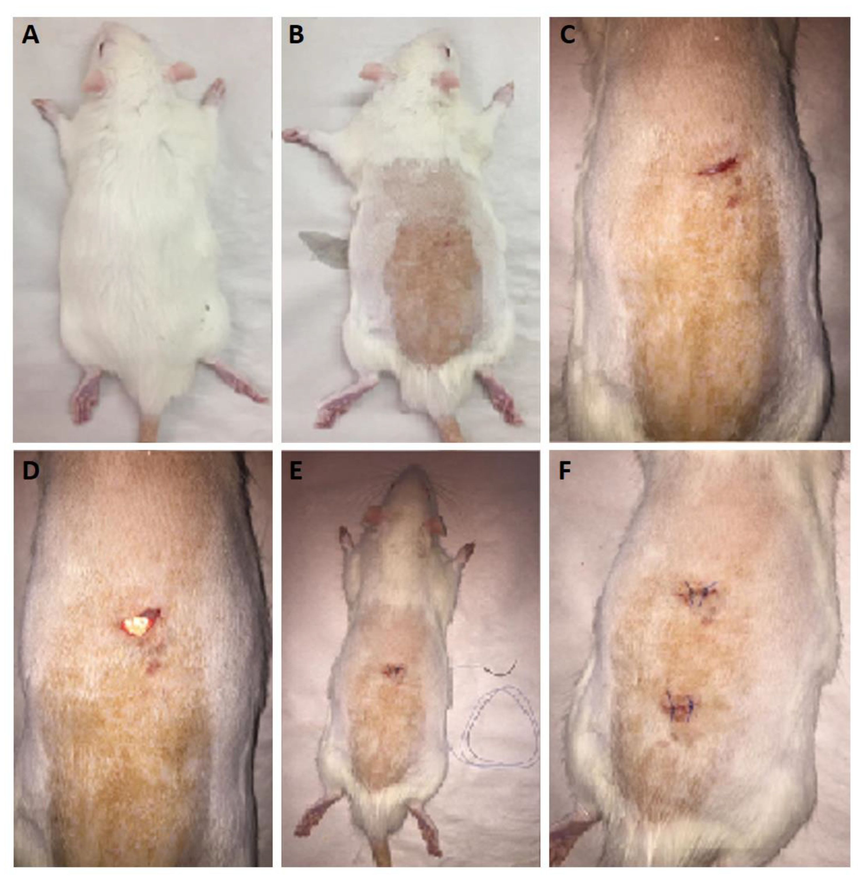 Biomedicines 09 00975 g006 550