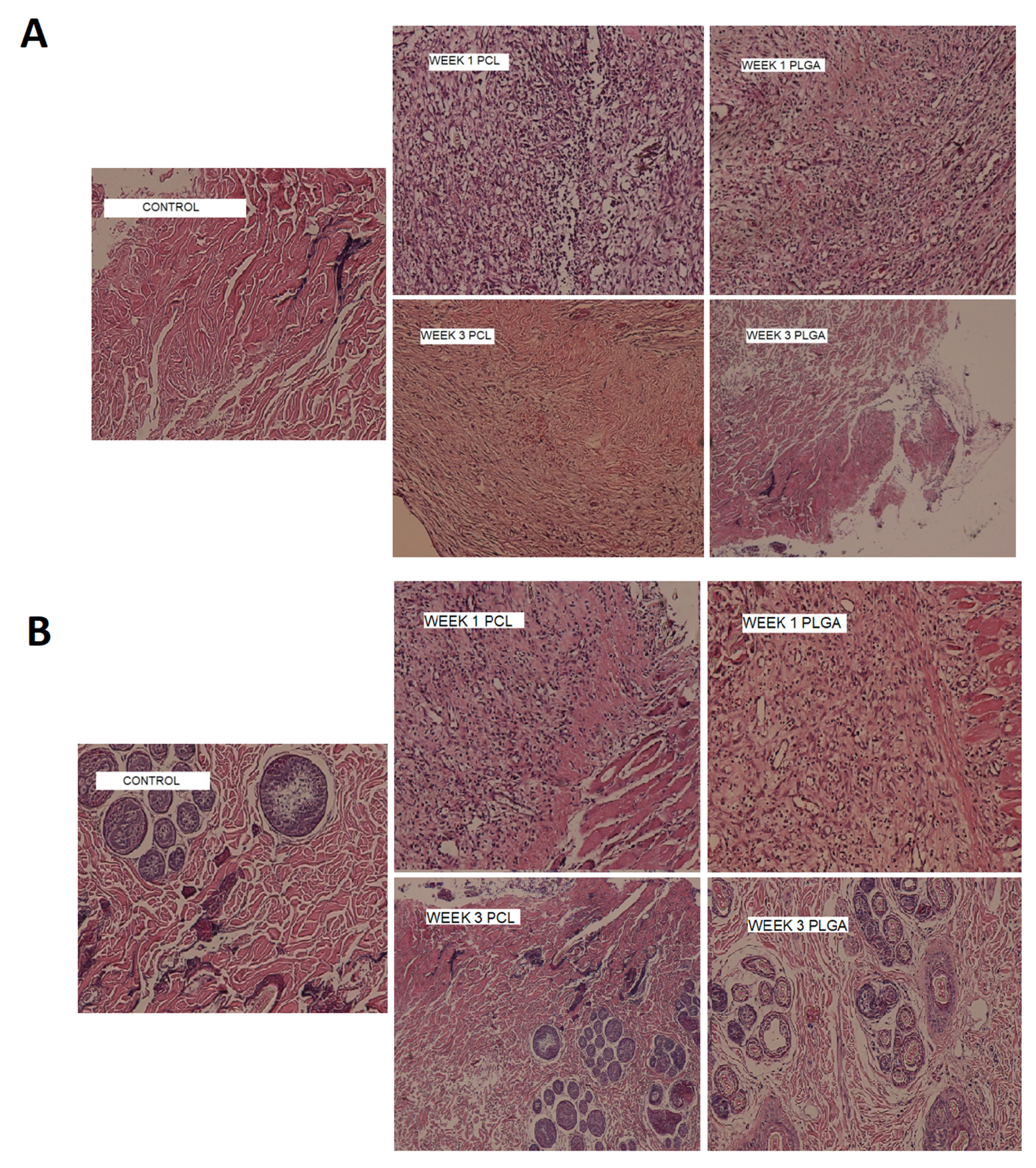 Biomedicines 09 00975 g008 550