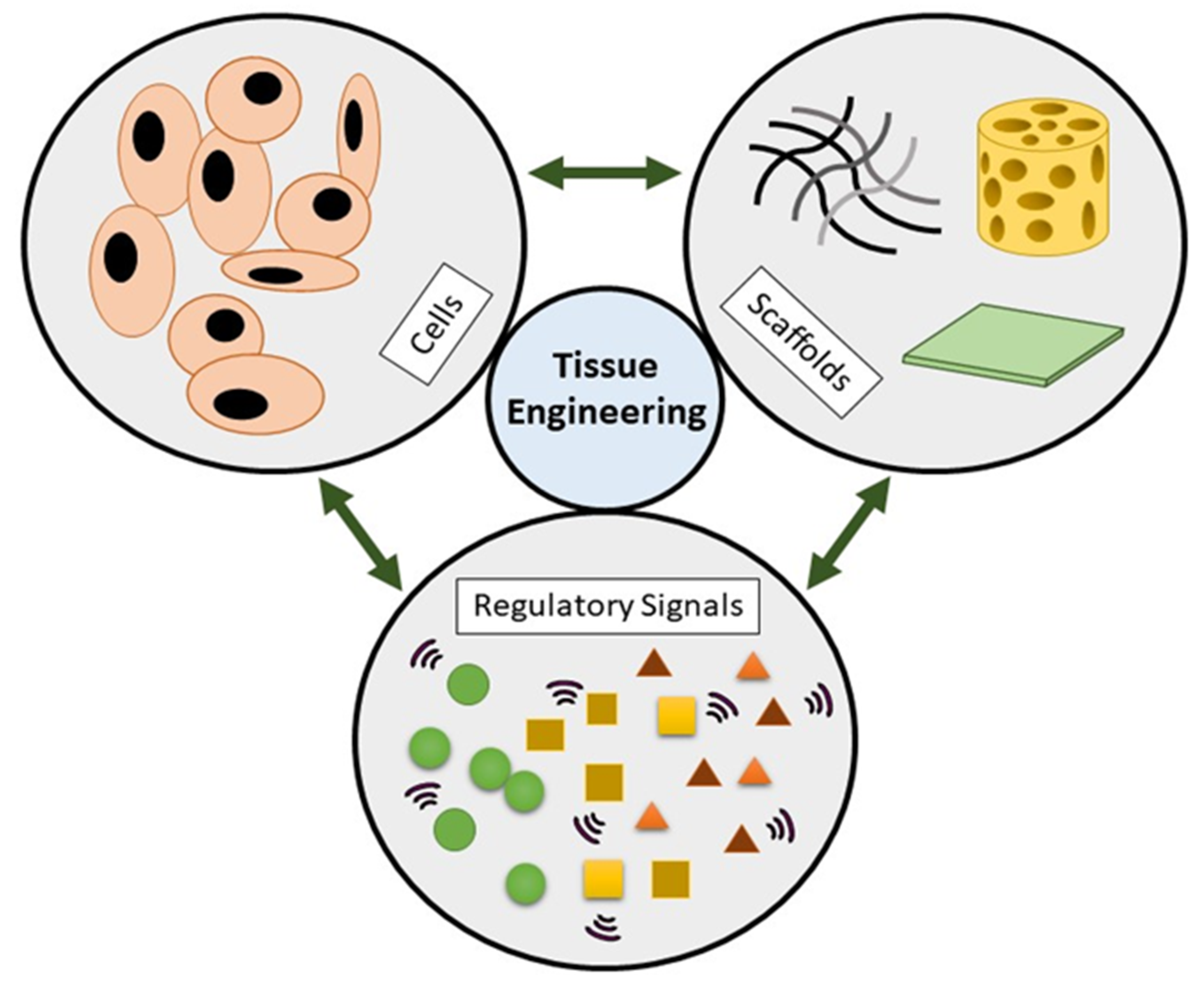 Biomedicines 09 00979 g001
