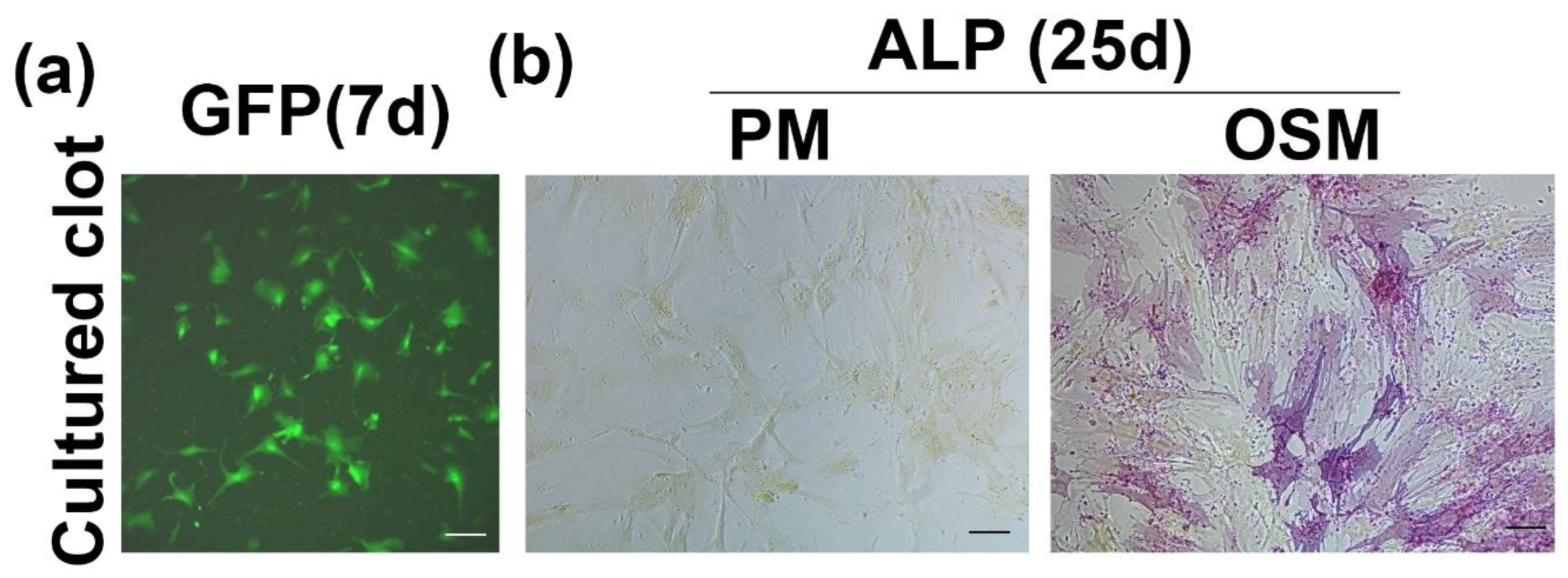 Biomedicines 09 00983 g002 550