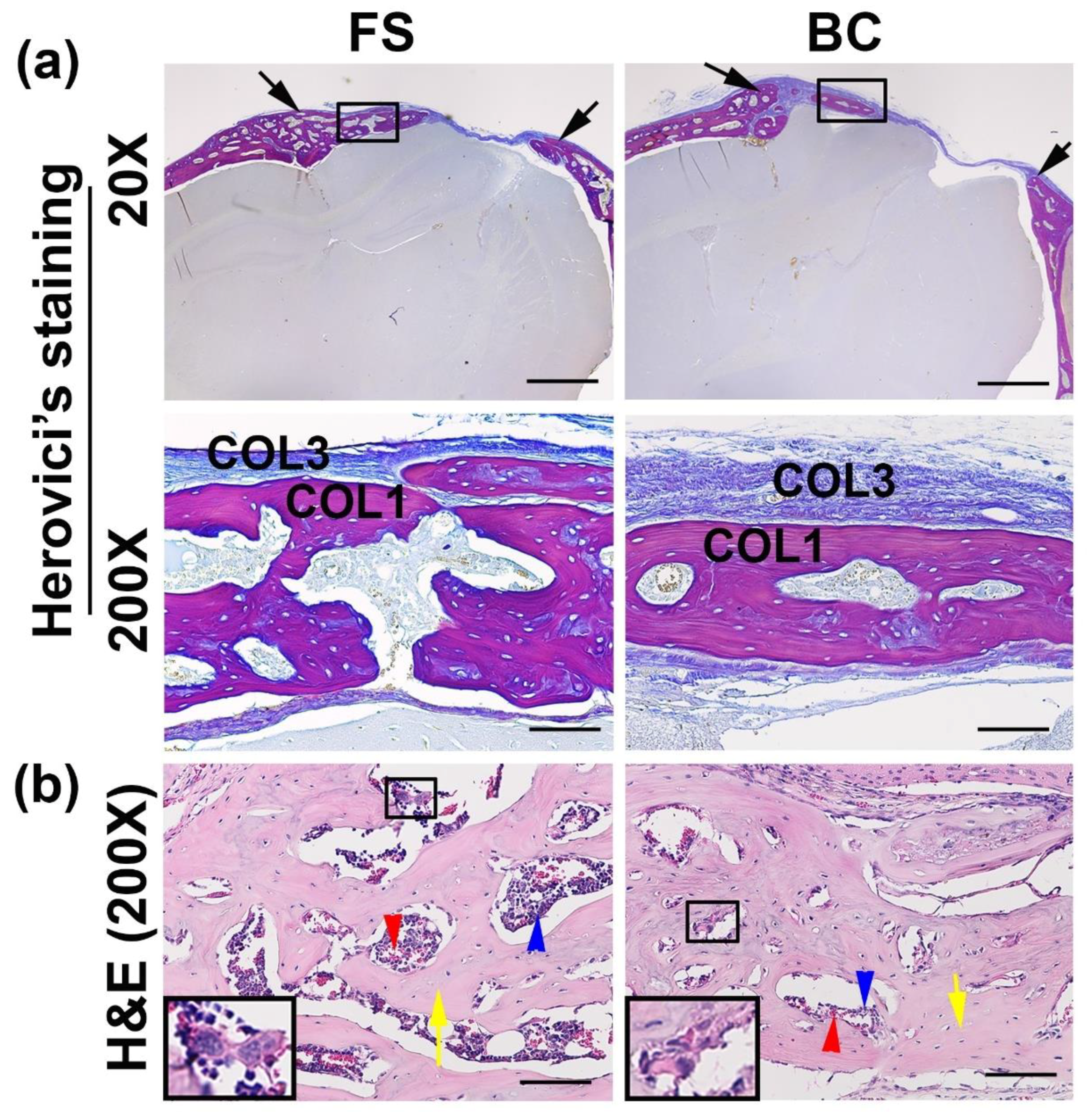 Biomedicines 09 00983 g004 550