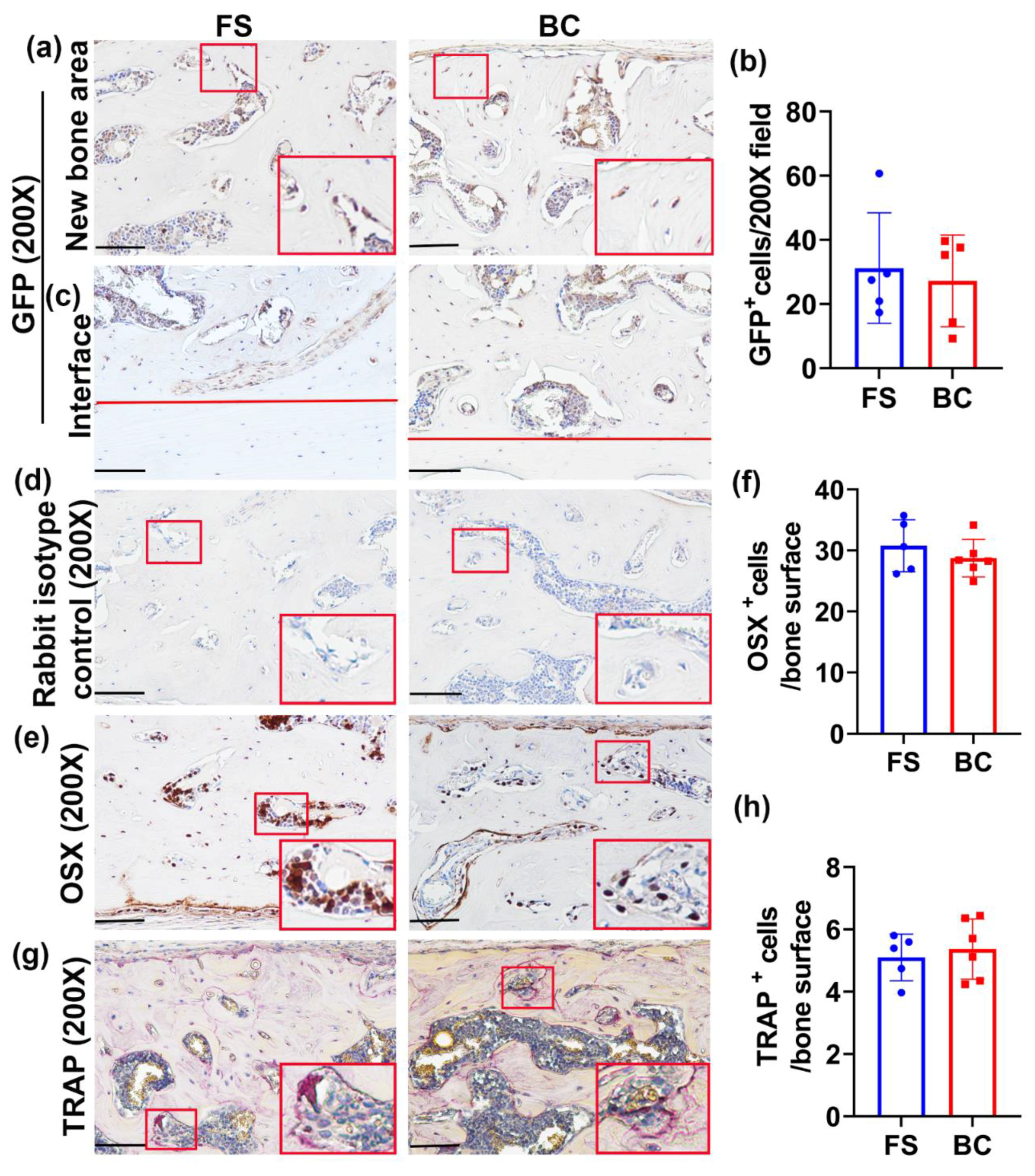 Biomedicines 09 00983 g005 550