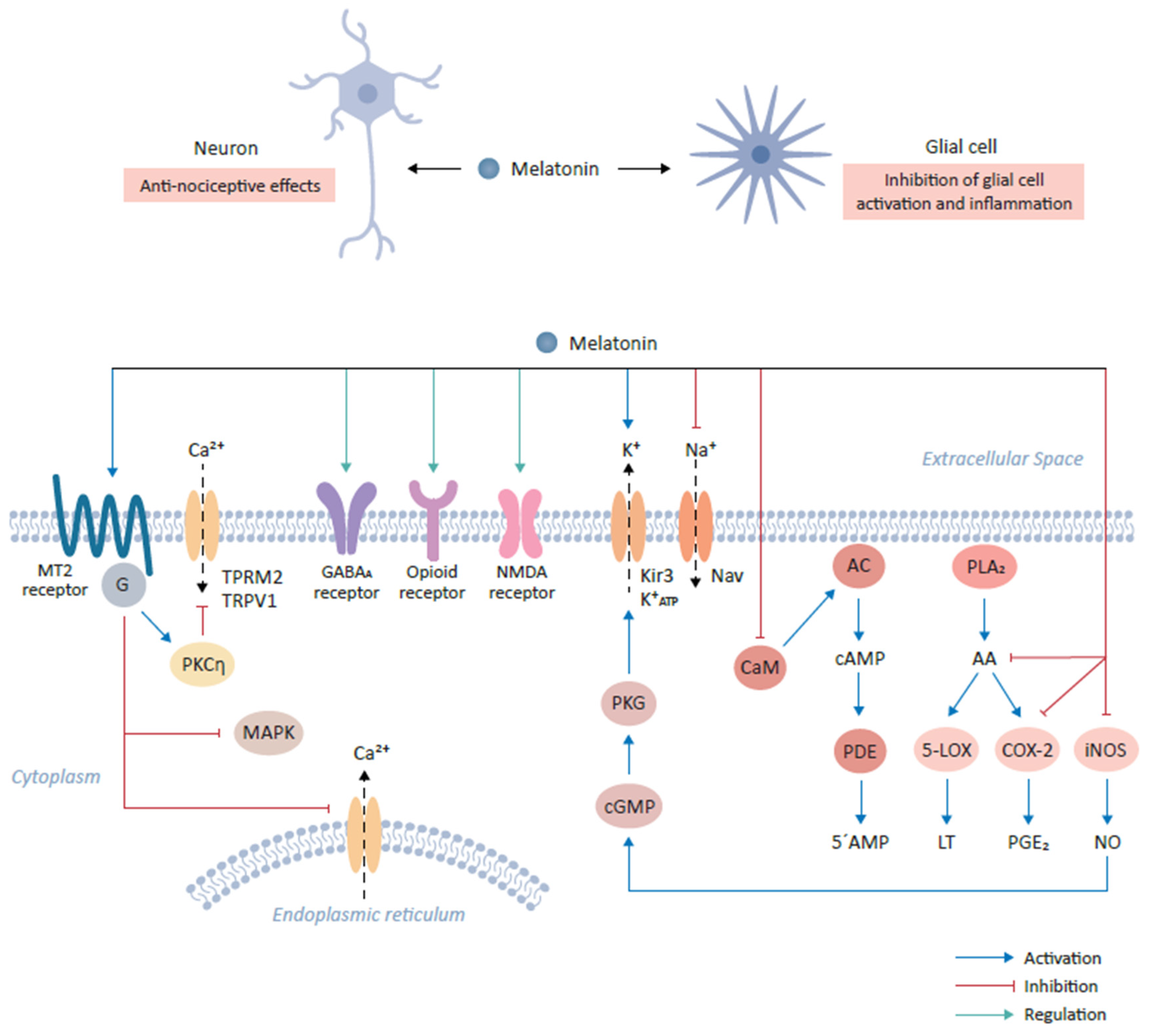 Biomedicines 09 00984 g001