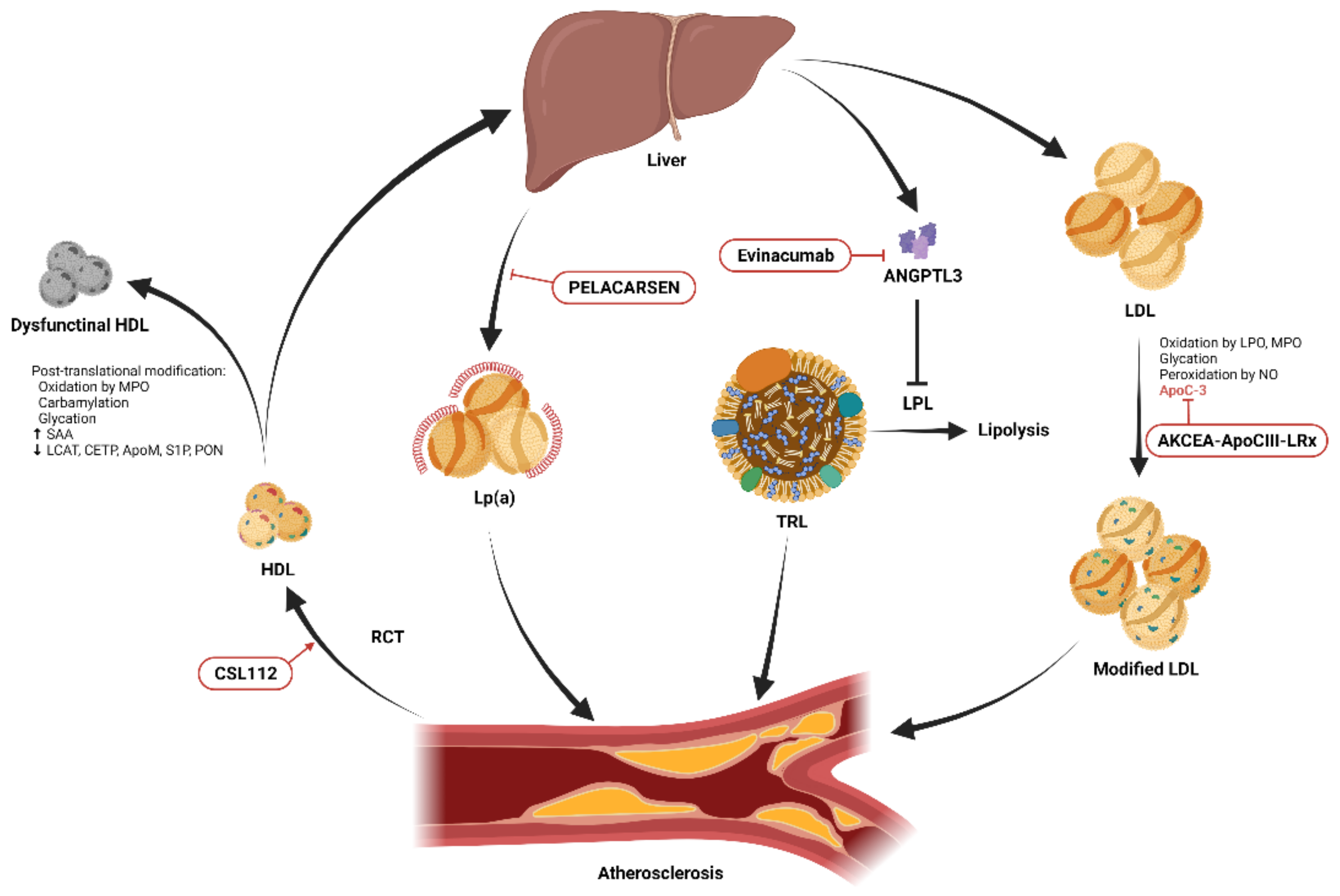 Frontiers  Association of Lipoprotein(a)-Associated Mortality and