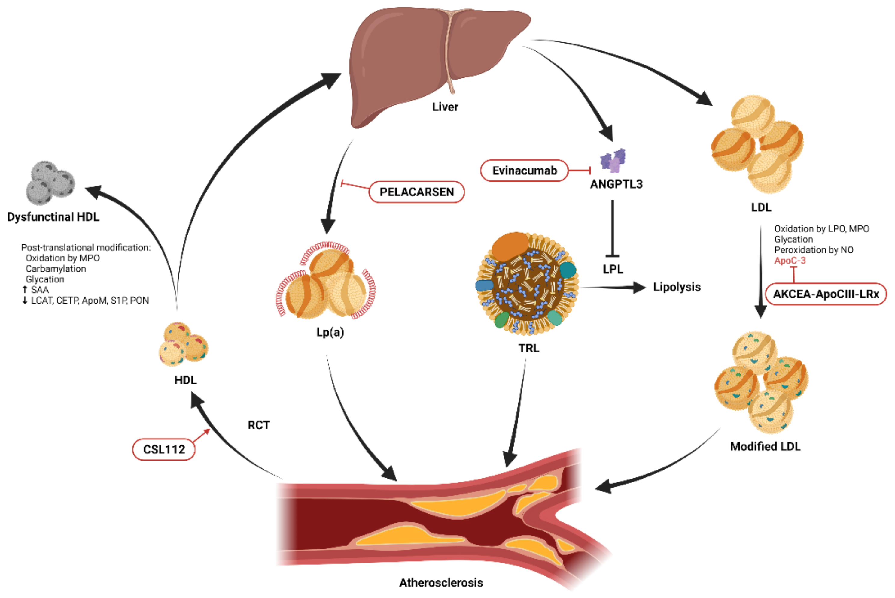 TG Rich Lipoproteins Encyclopedia MDPI