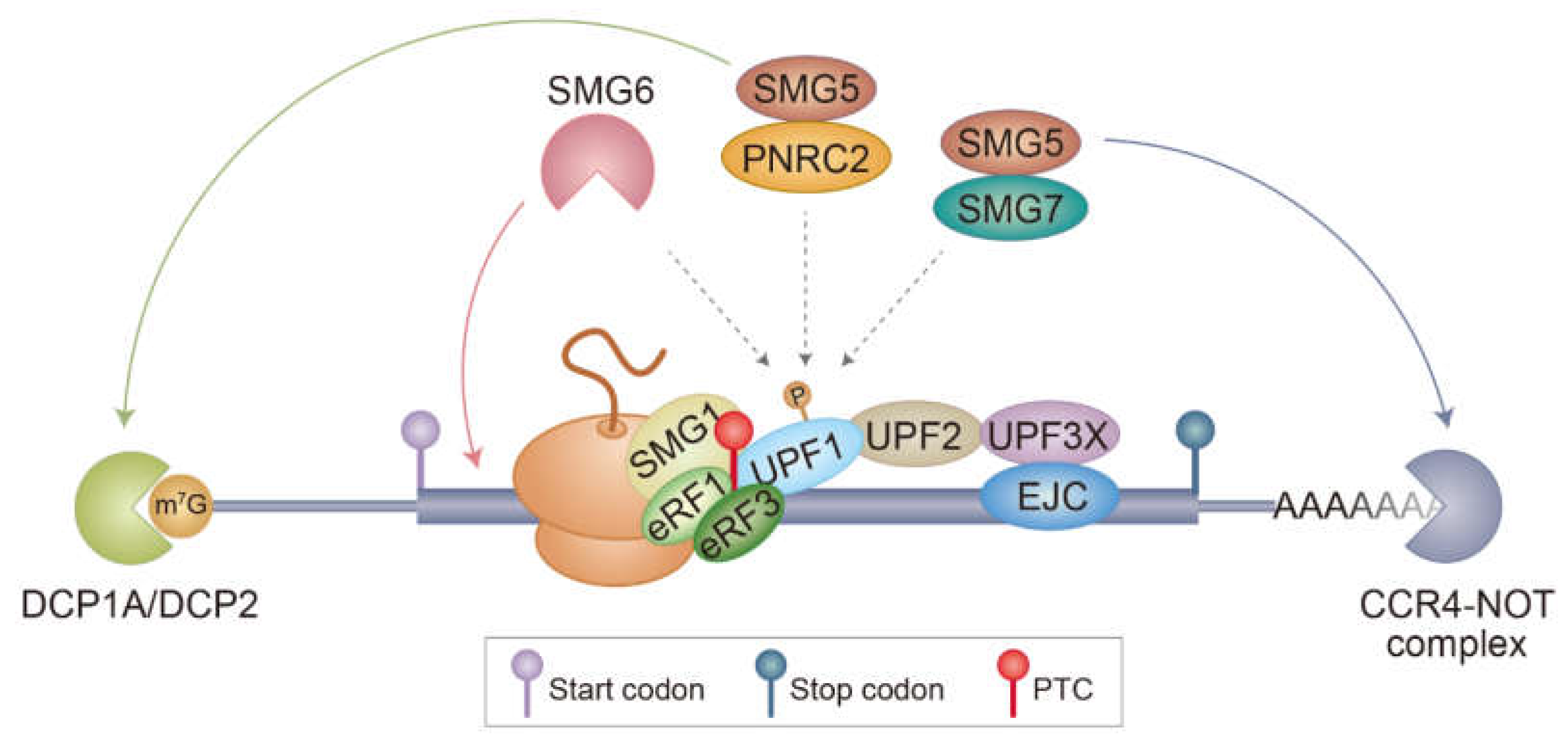 Biomedicines 09 00995 g001