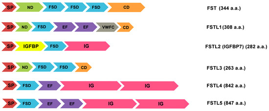 Follistatin-Like Proteins: Structure, Functions and