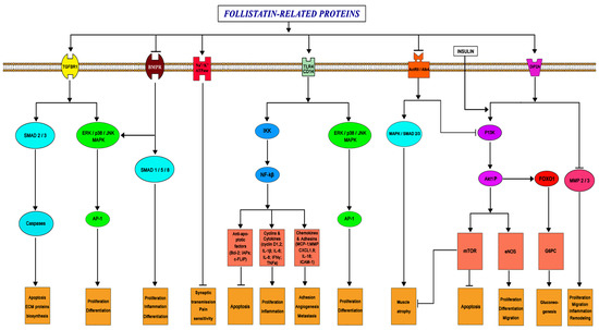【アウトレット☆送料無料】 Follistatin-Like Proteins: and Functions Structure, メイク道具・フェイスケアツール
