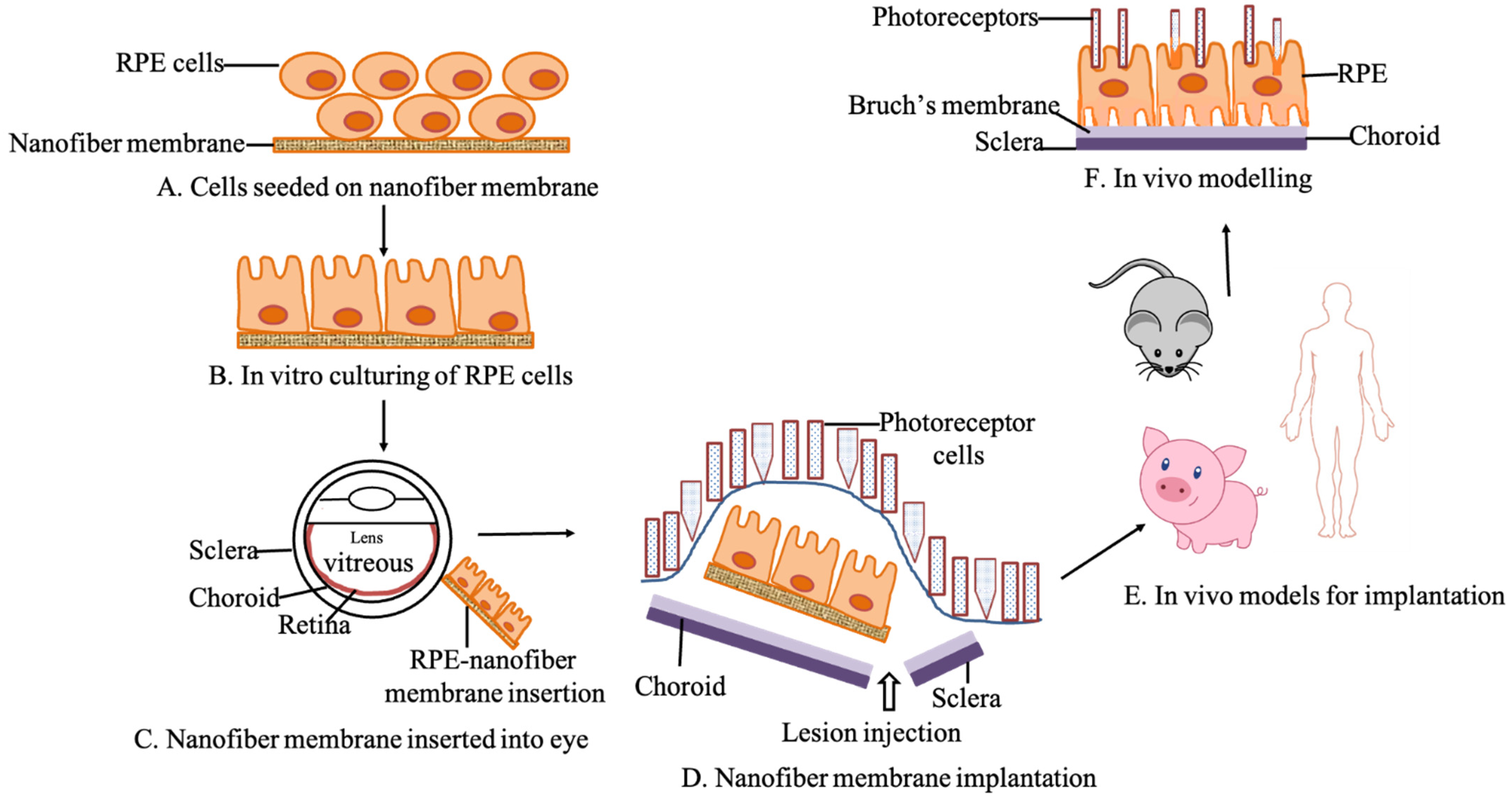 Biomedicines 09 01005 g001