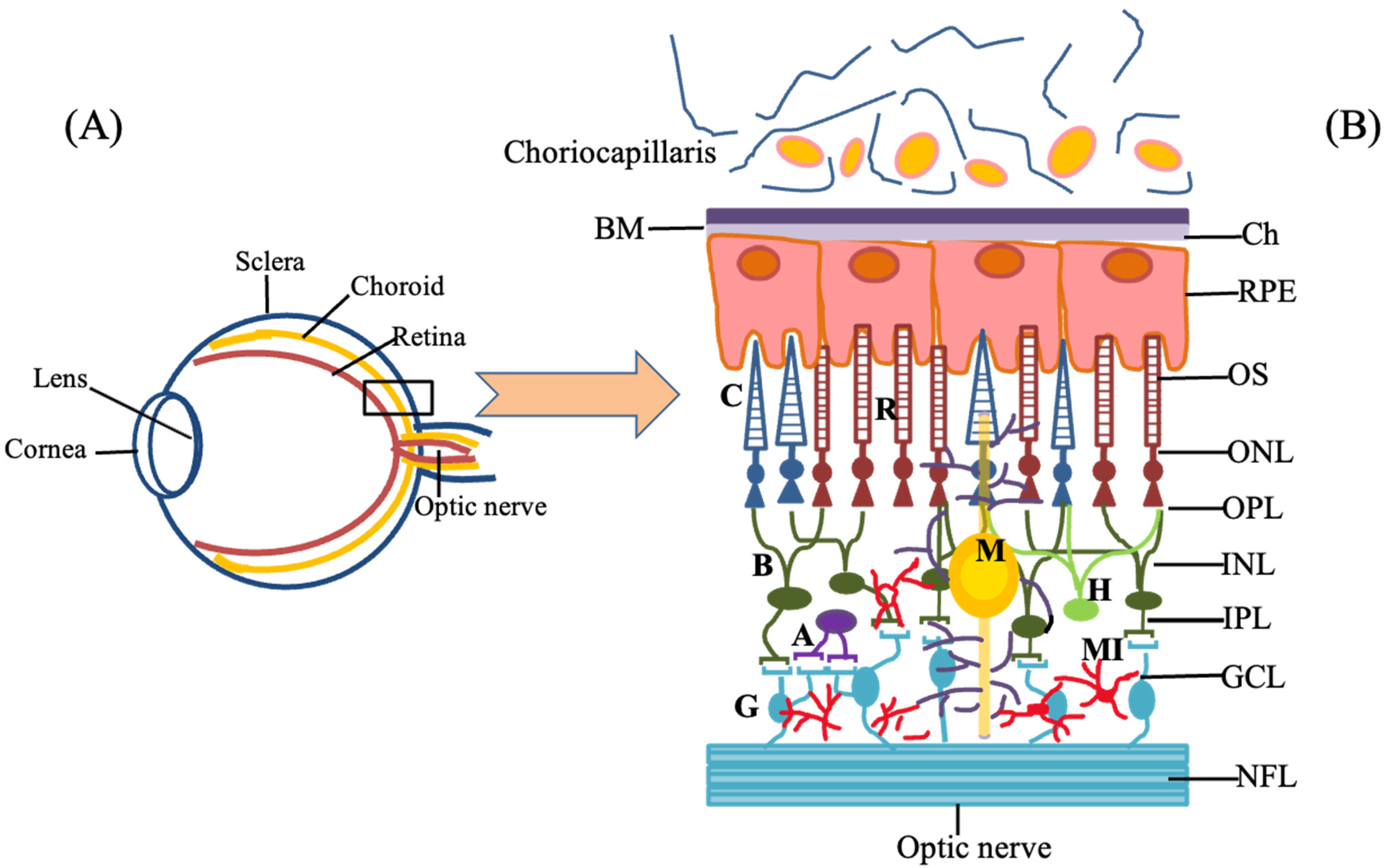 Biomedicines 09 01005 g002