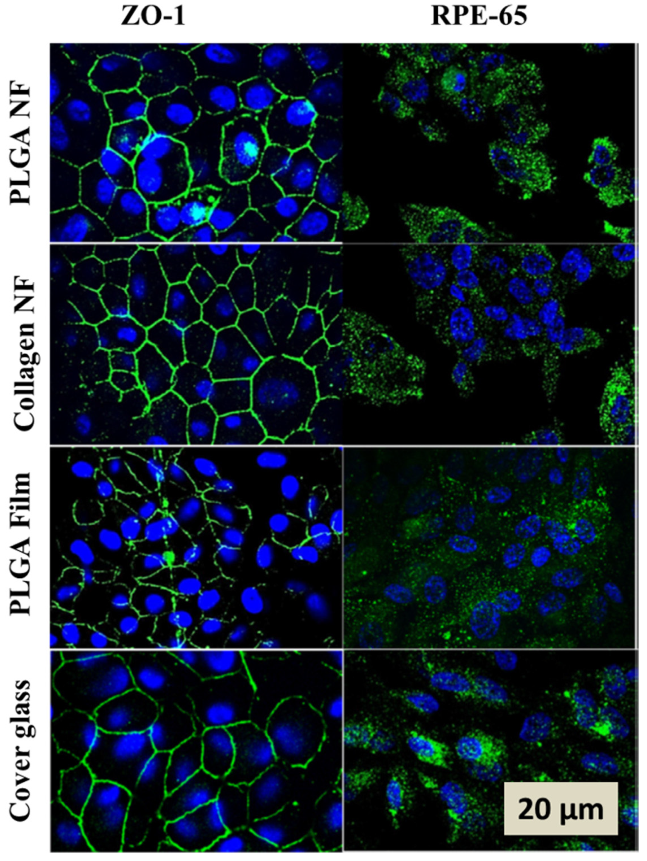 Biomedicines 09 01005 g003