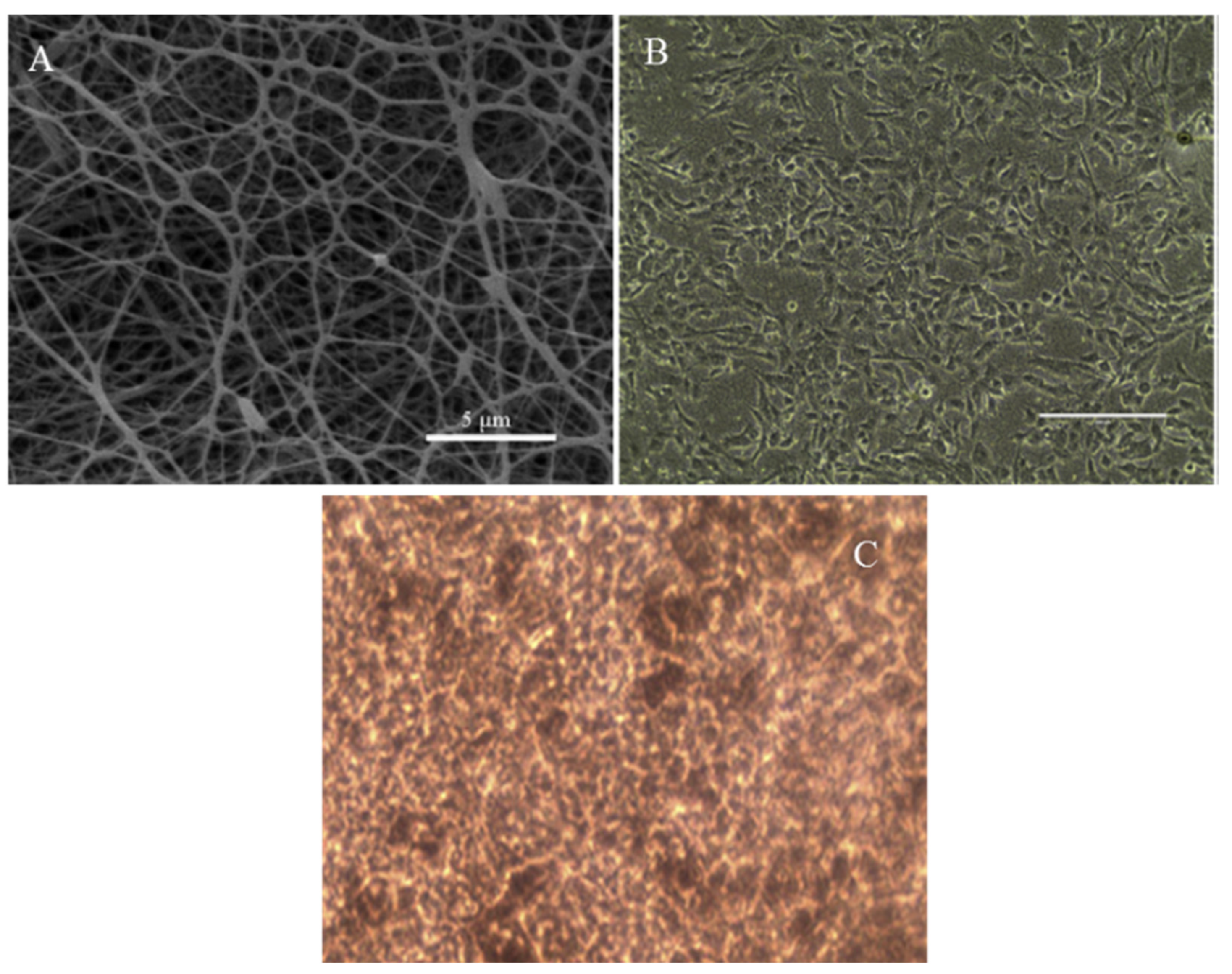 Biomedicines 09 01005 g004