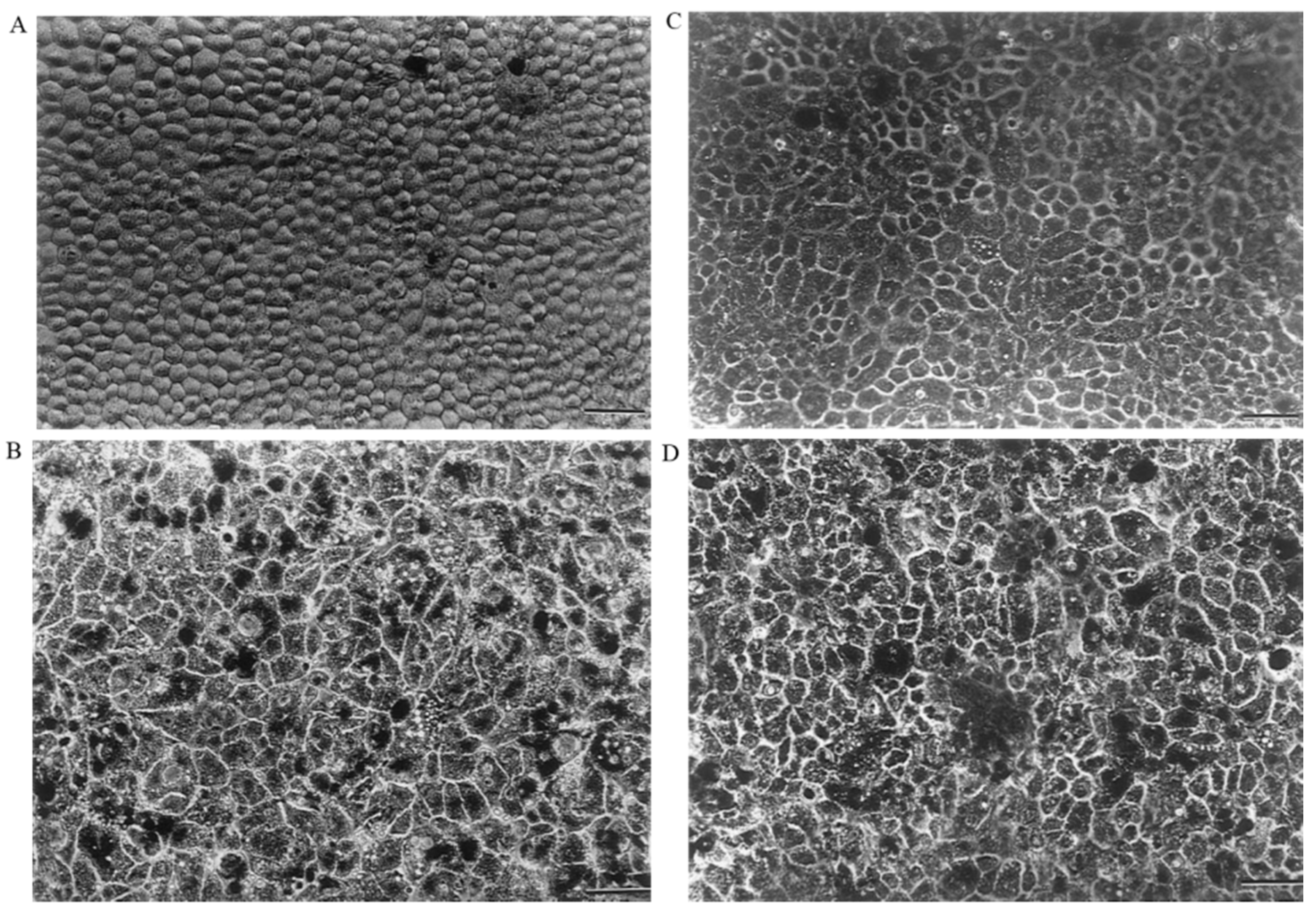 Biomedicines 09 01005 g005