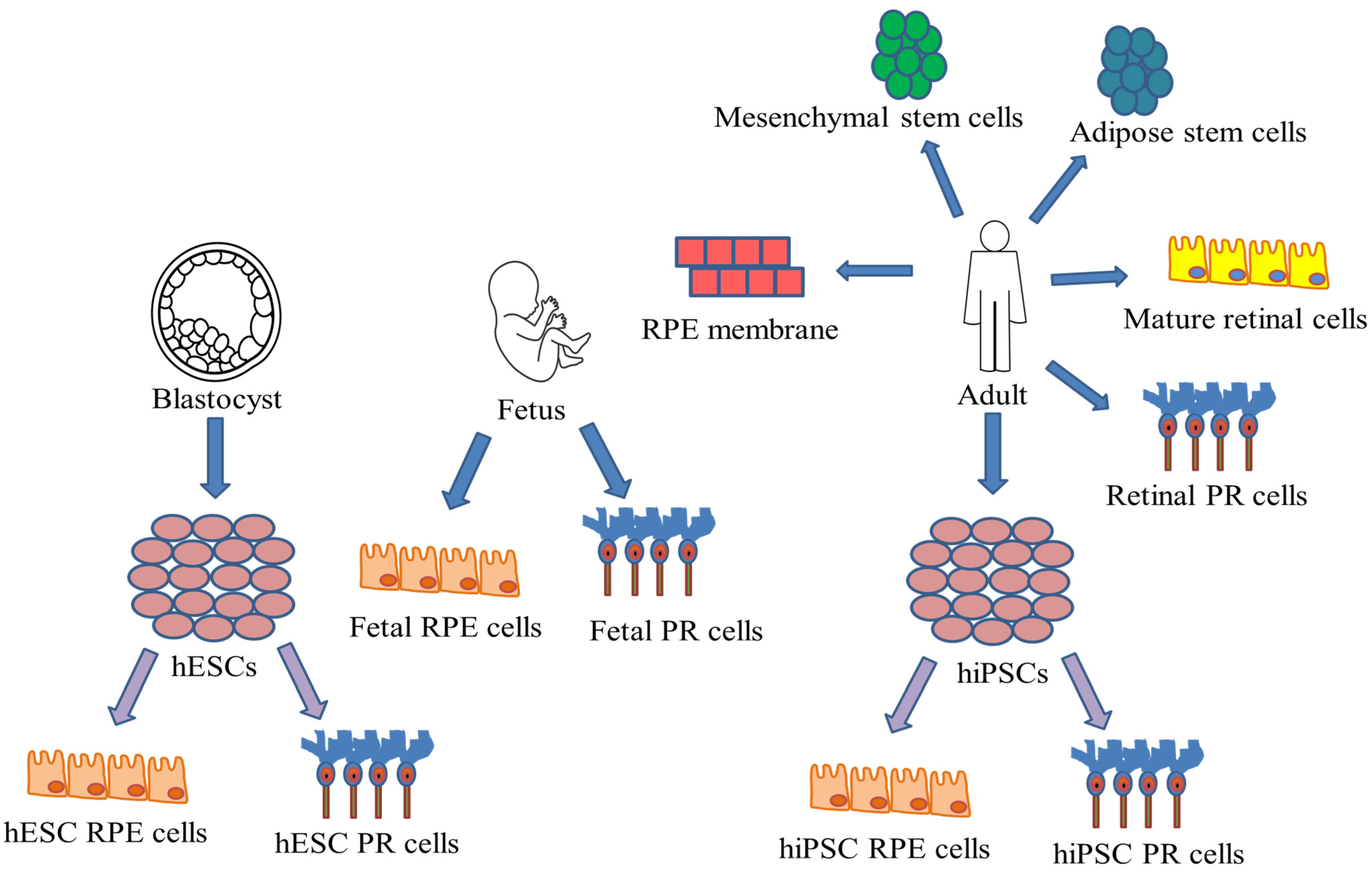 Biomedicines 09 01005 g006