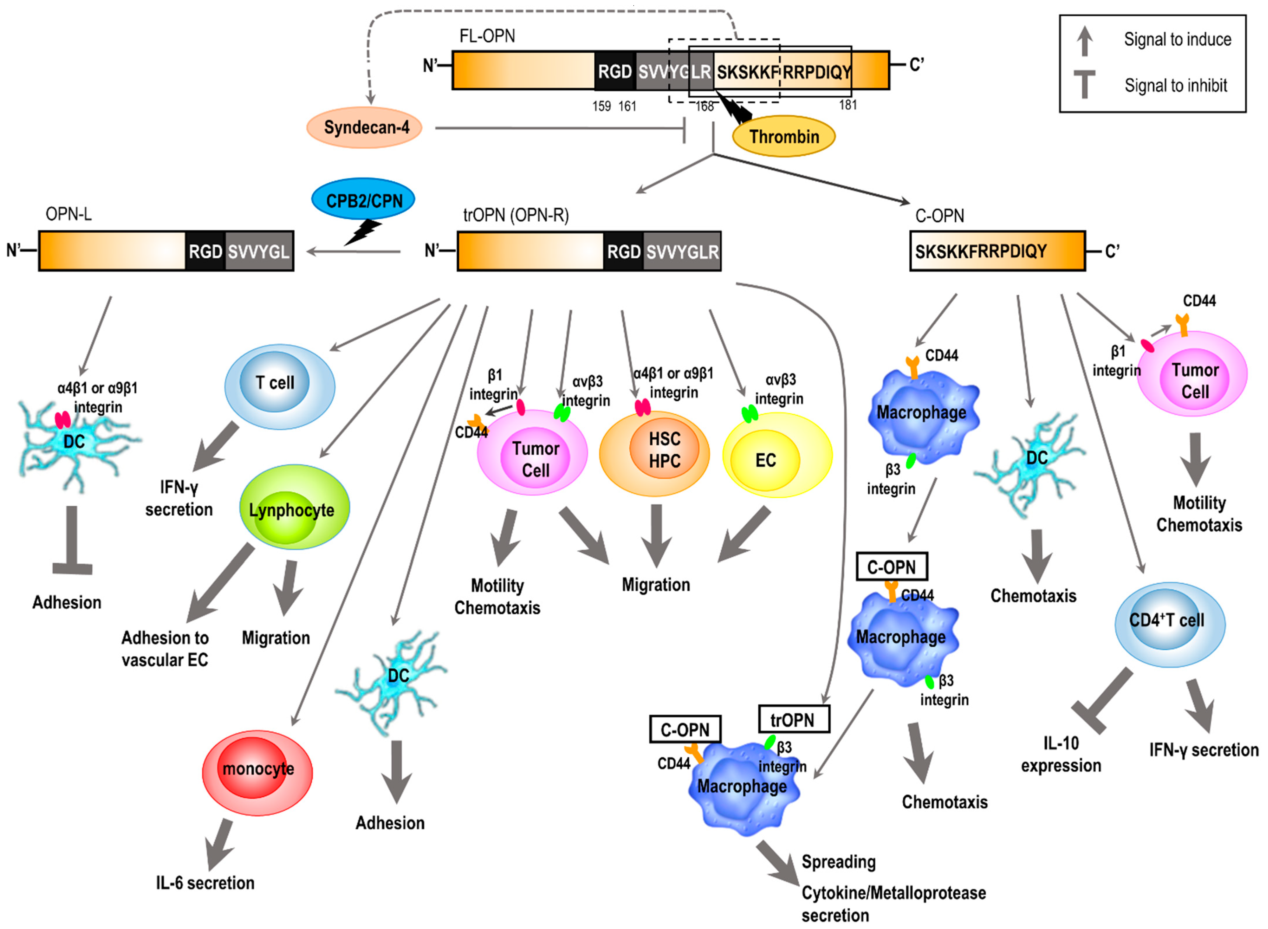 Biomedicines 09 01006 g003 Biomedicines 09 01006 g003