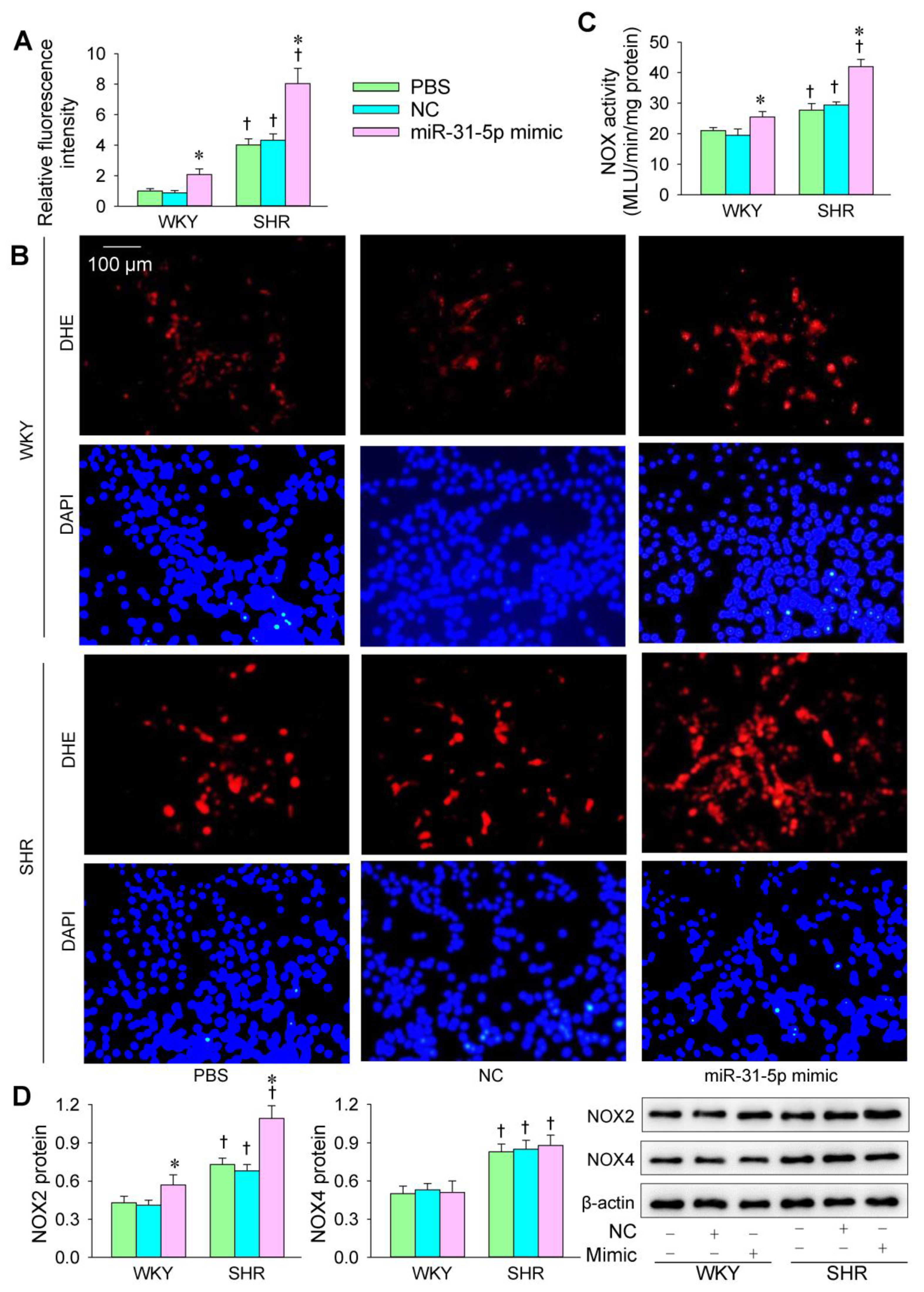 Biomedicines 09 01009 g001