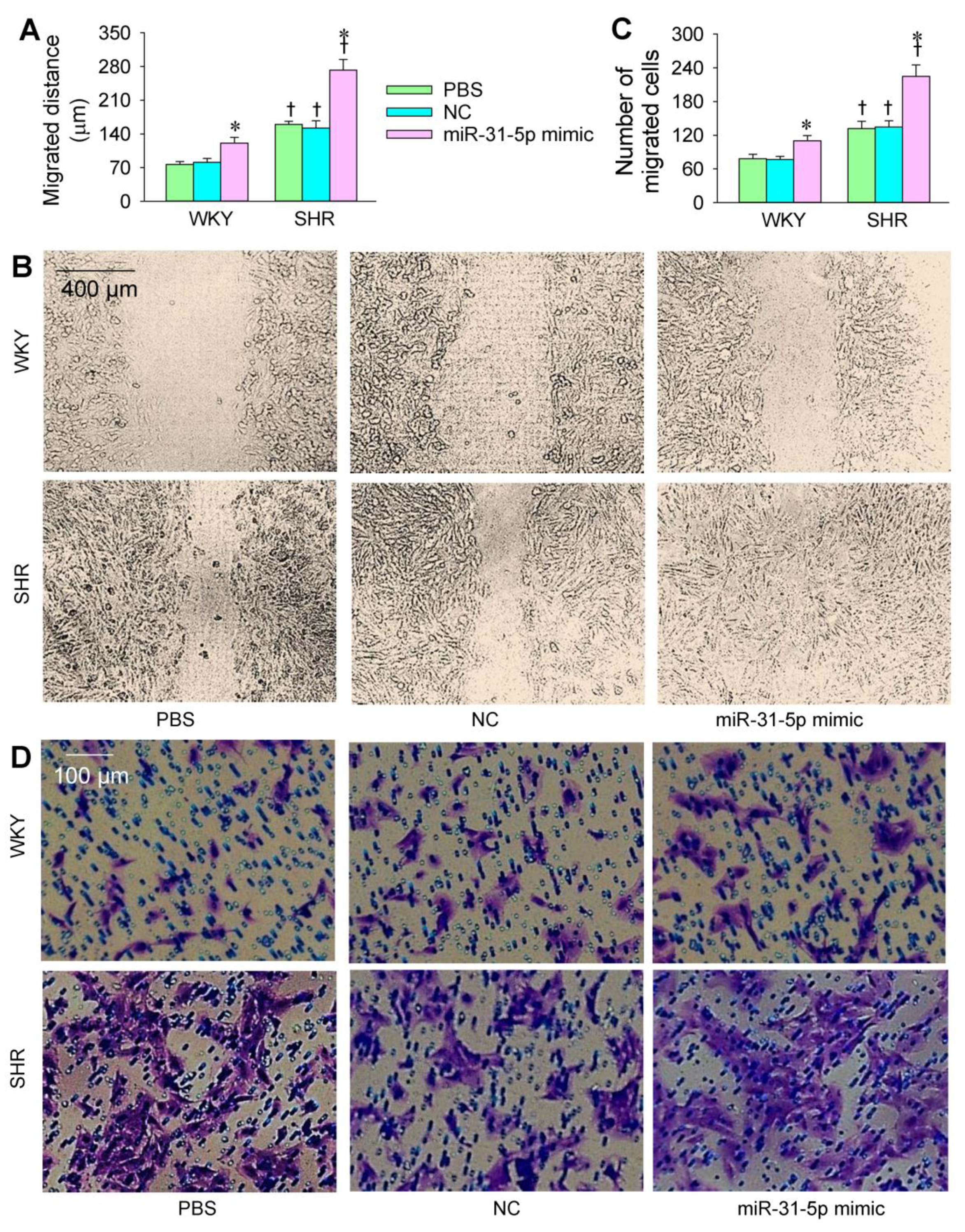 Biomedicines 09 01009 g003