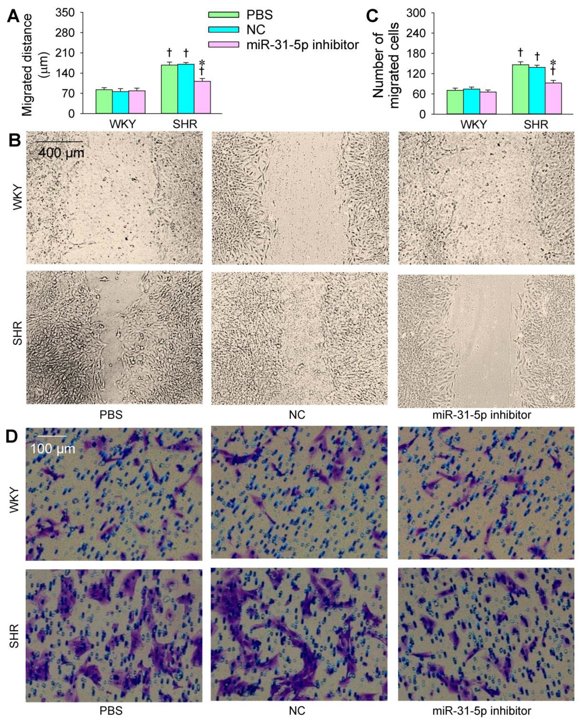 Biomedicines 09 01009 g004