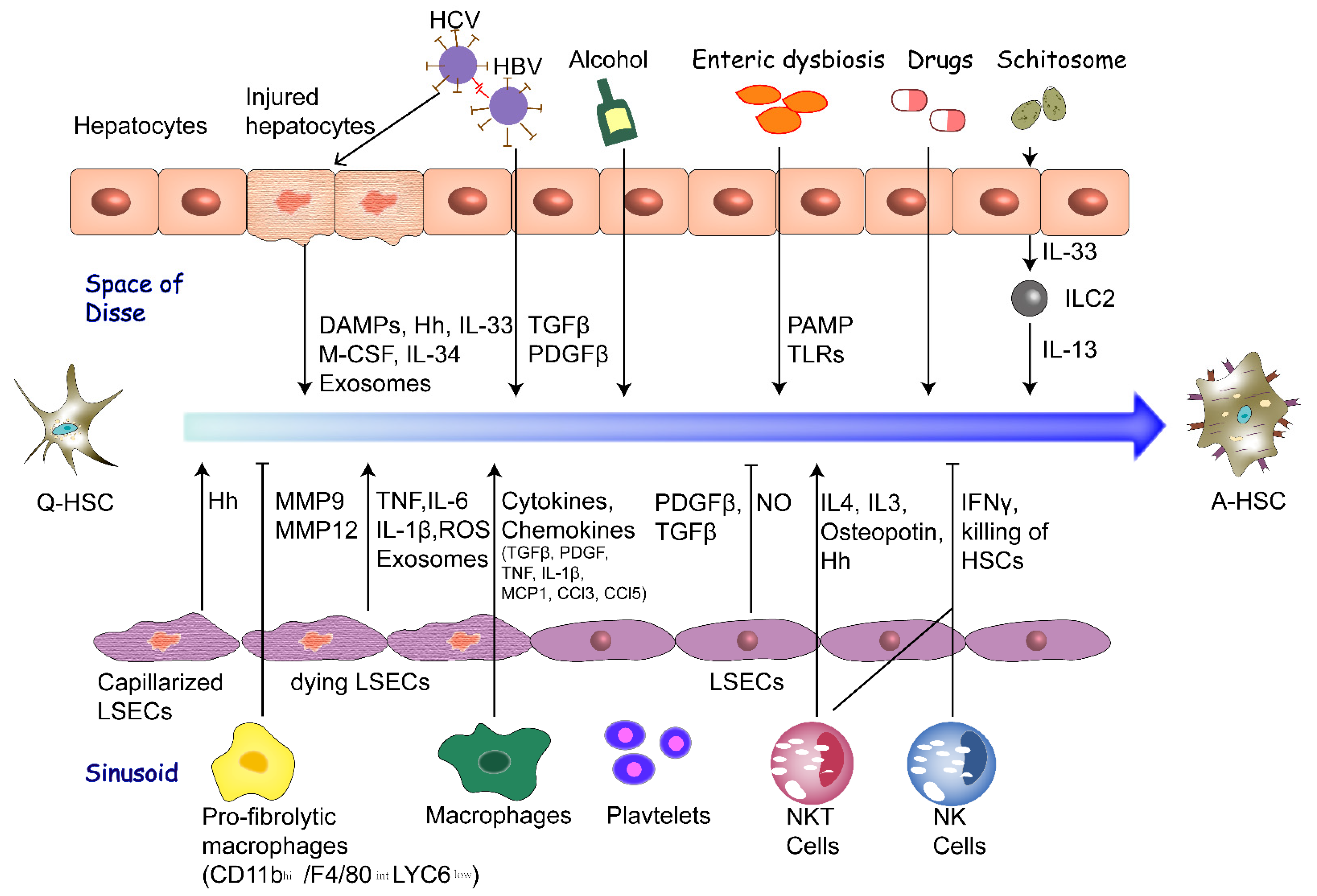 Biomedicines 09 01014 g001 550