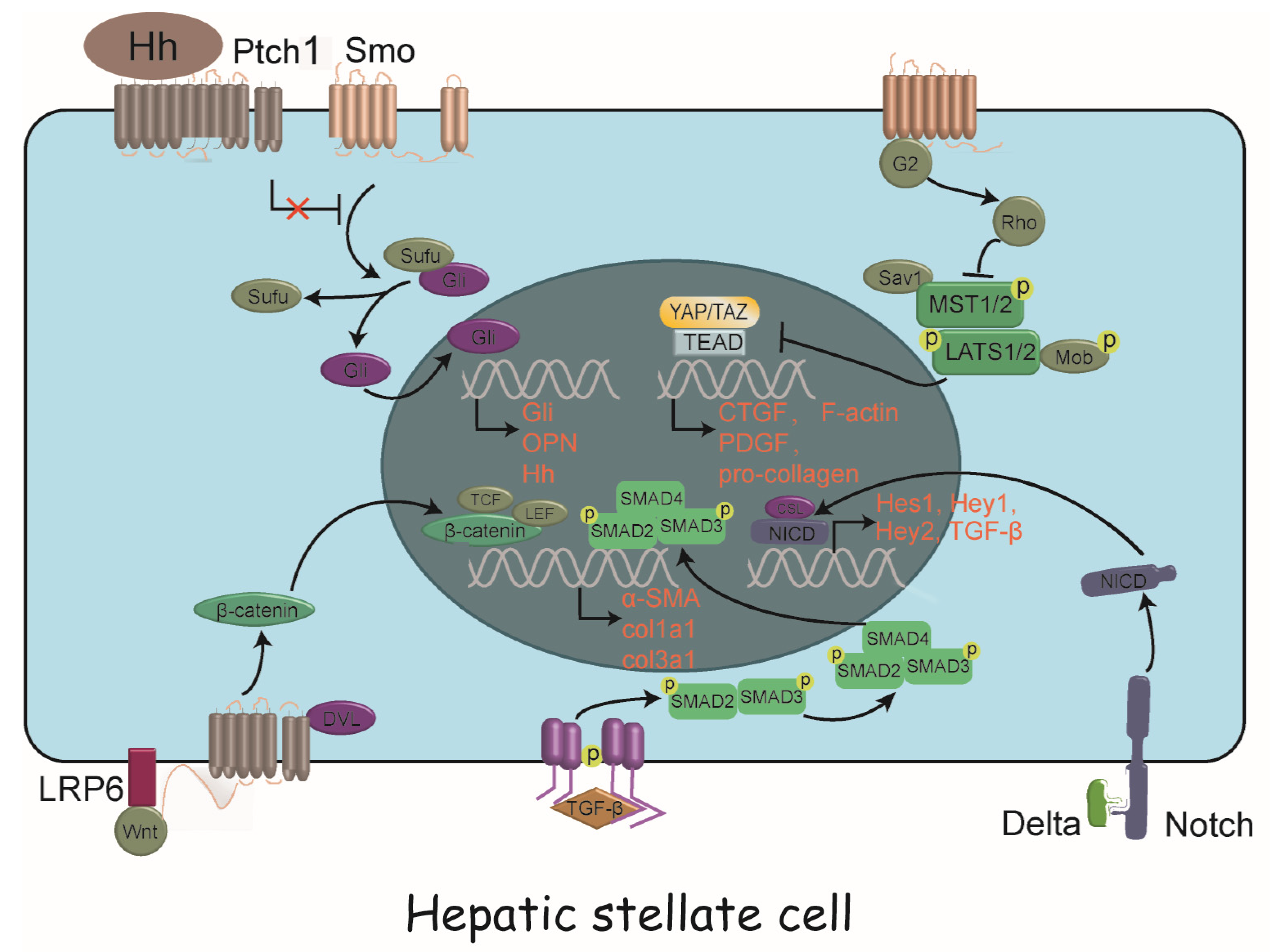 Biomedicines 09 01014 g002 550