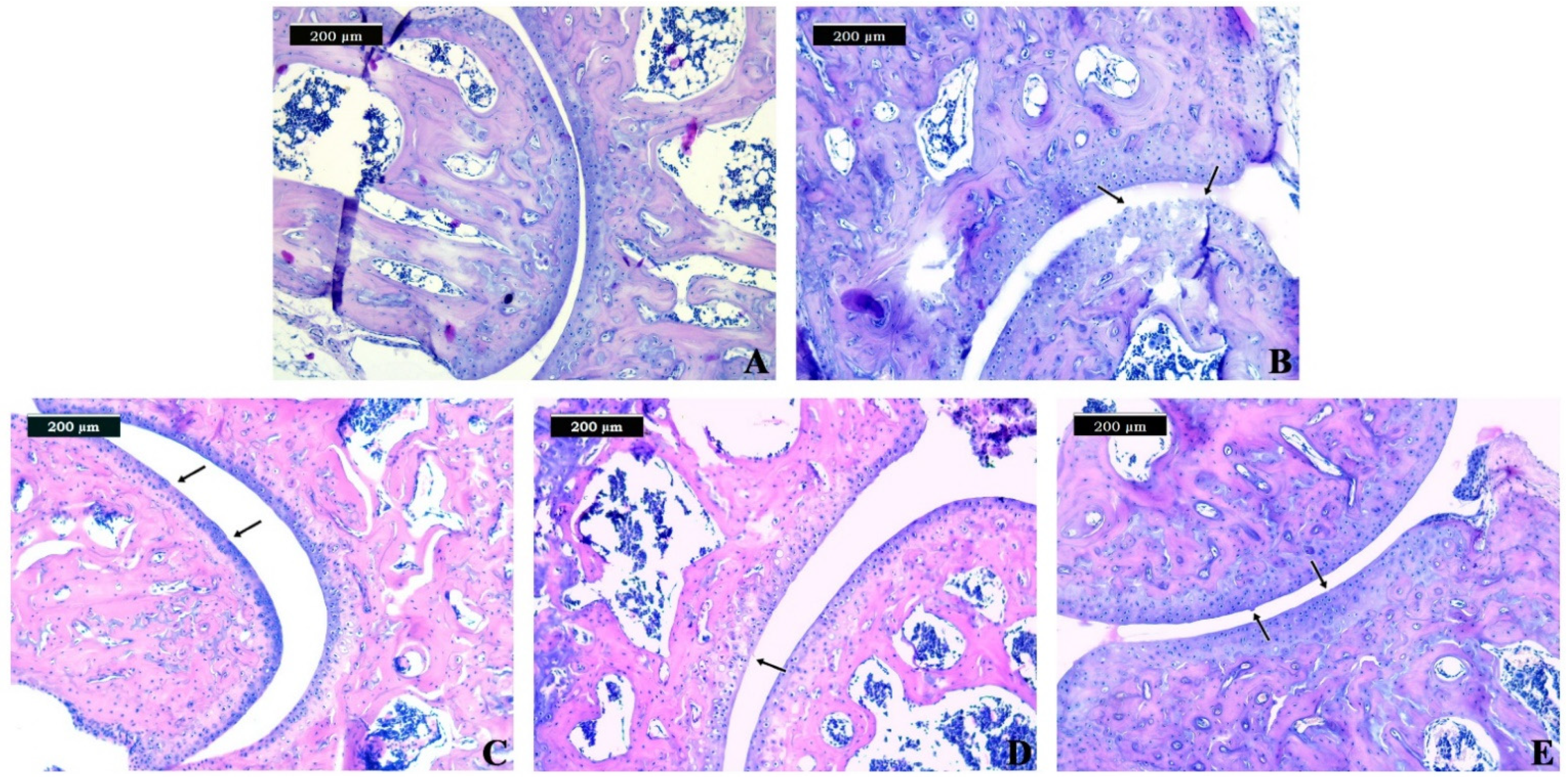 Biomedicines 09 01017 g004