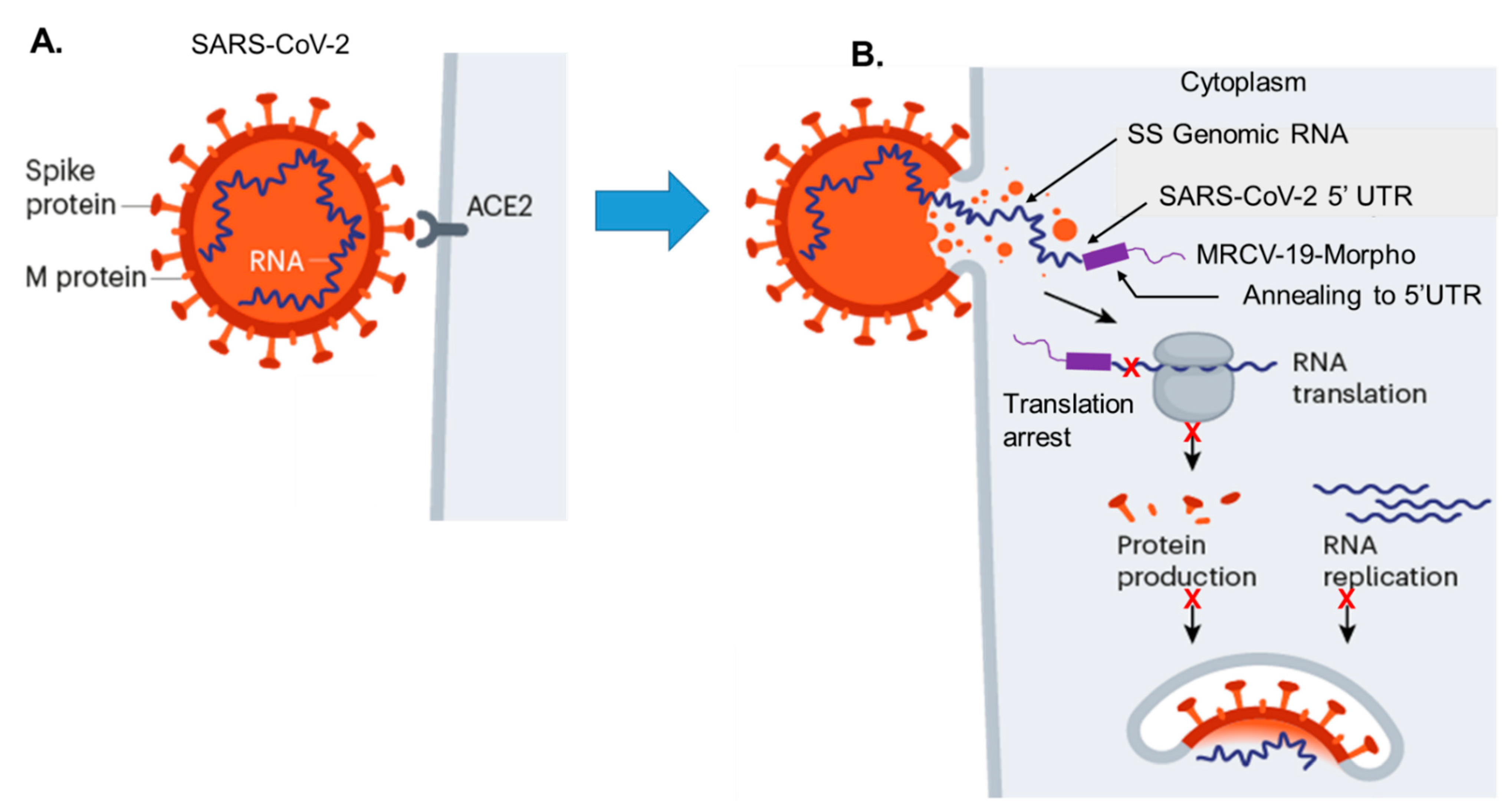 Biomedicines 09 01018 g001