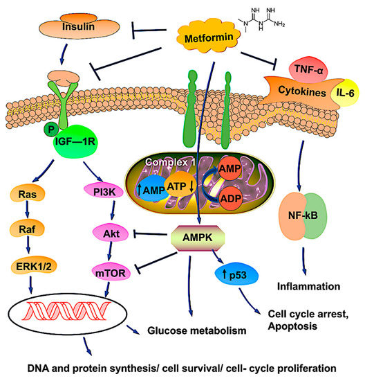 Biomedicines 09 01020 g001 550