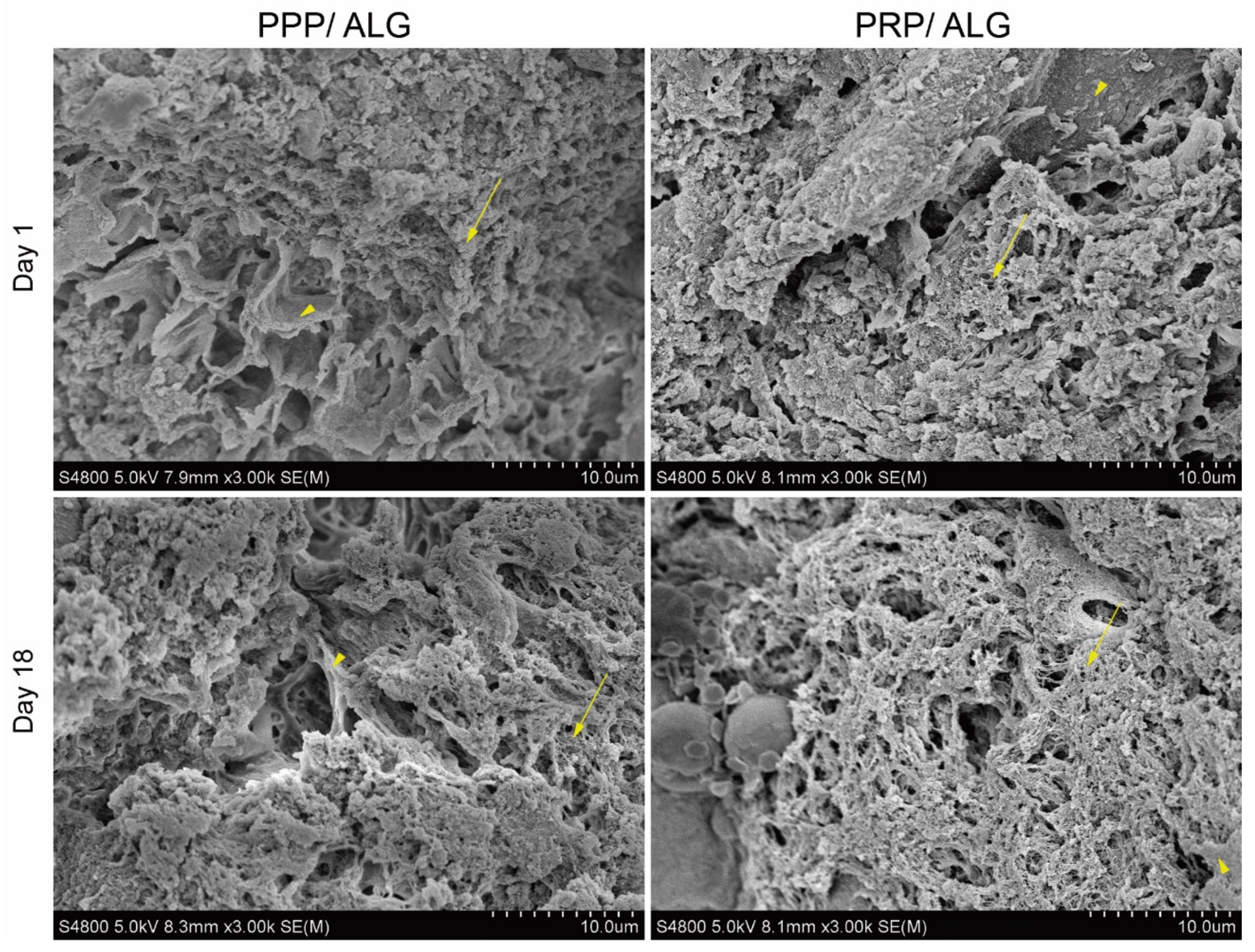 Biomedicines 09 01023 g003 550