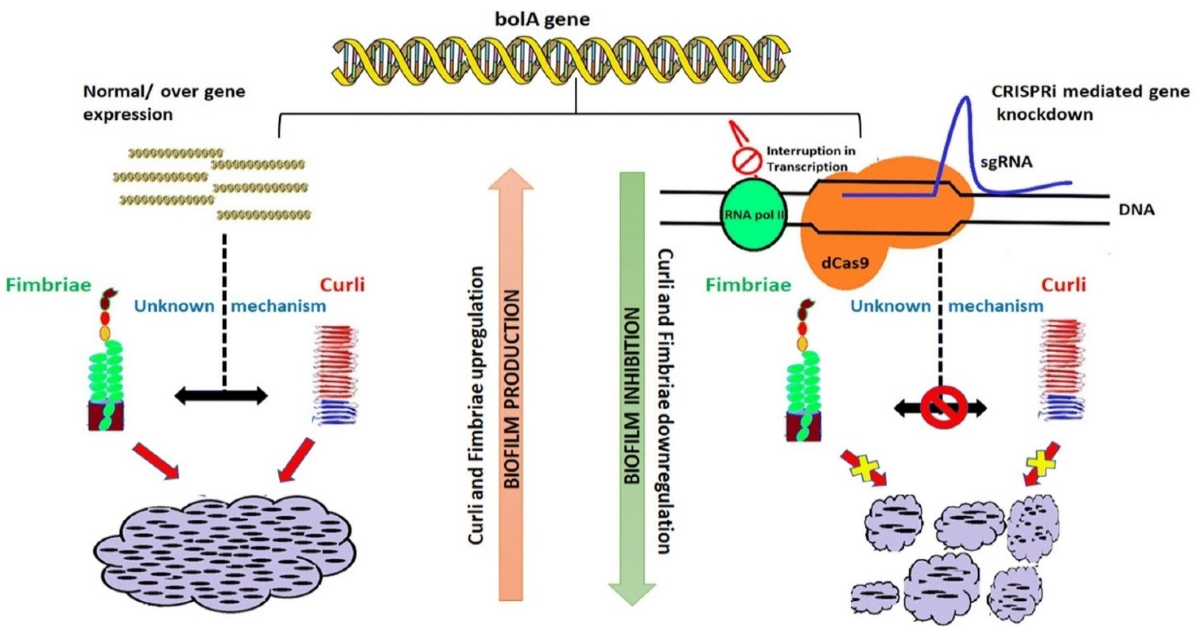 Biomedicines 09 01025 g002