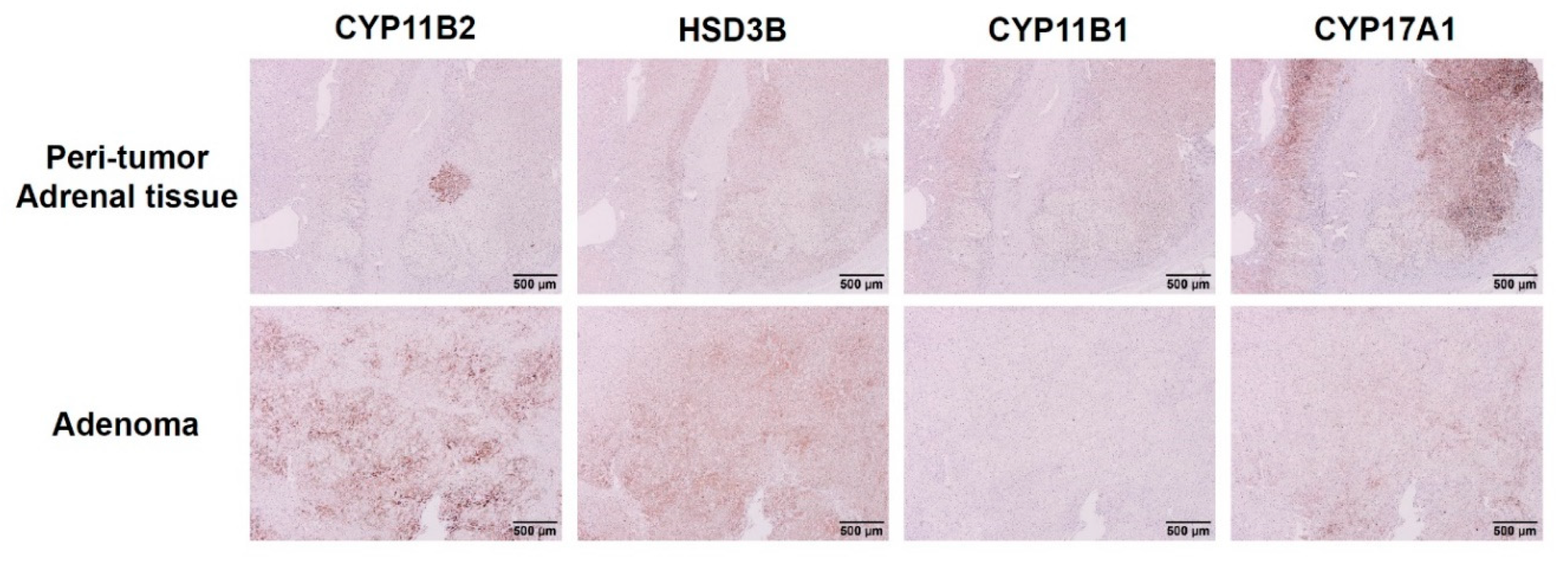 Biomedicines 09 01026 g002