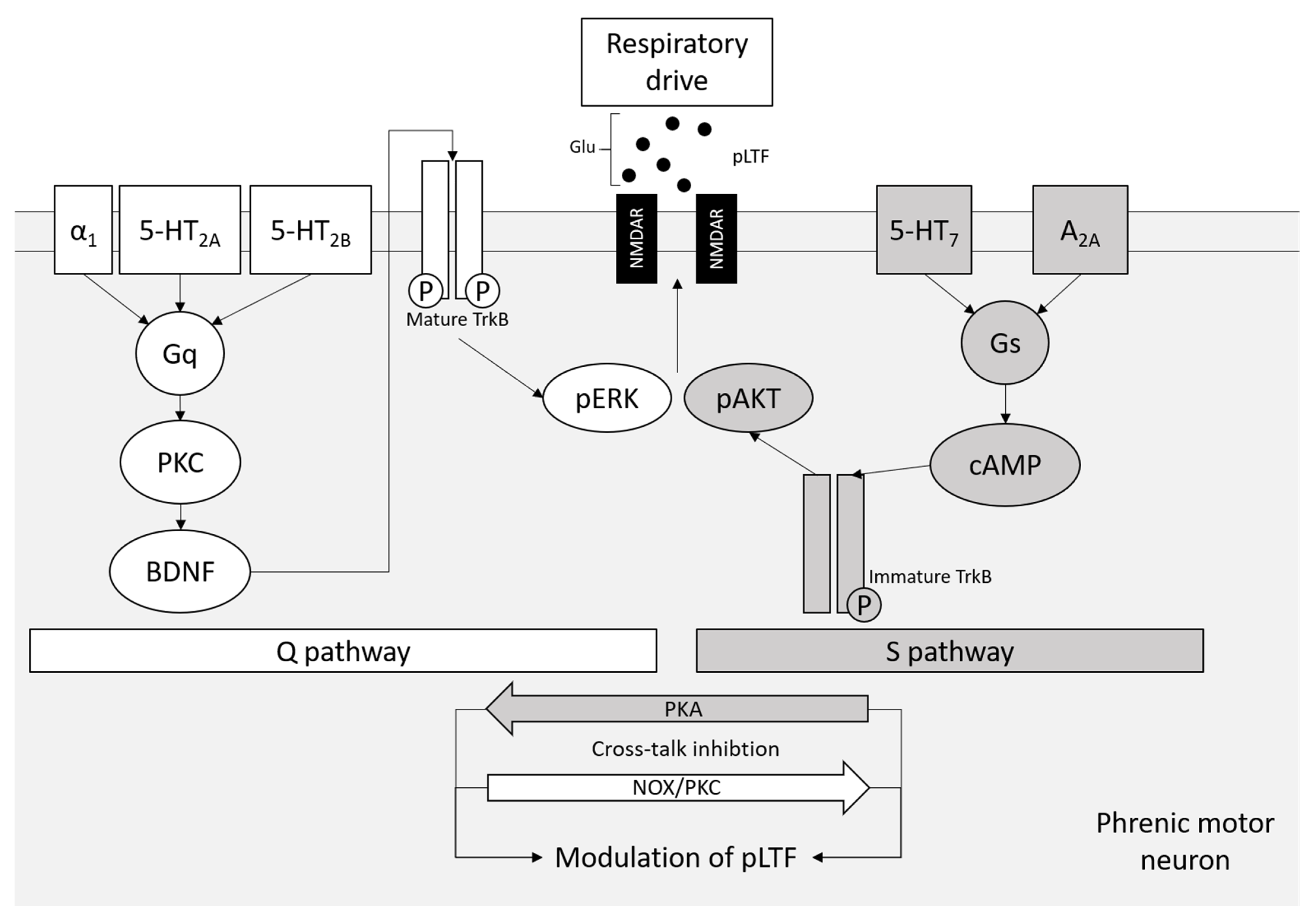 Biomedicines 09 01027 g002 550