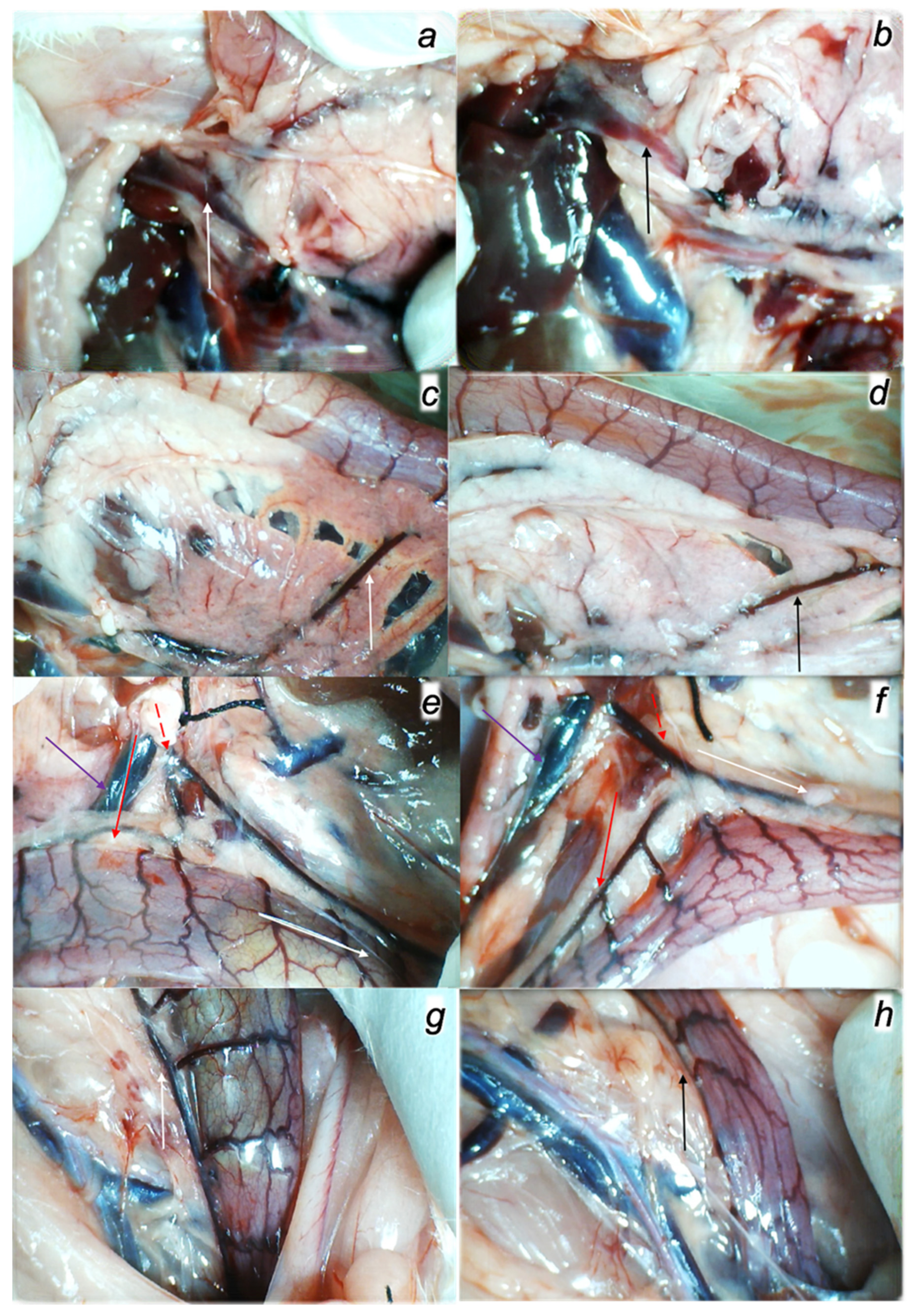 Biomedicines 09 01029 g003