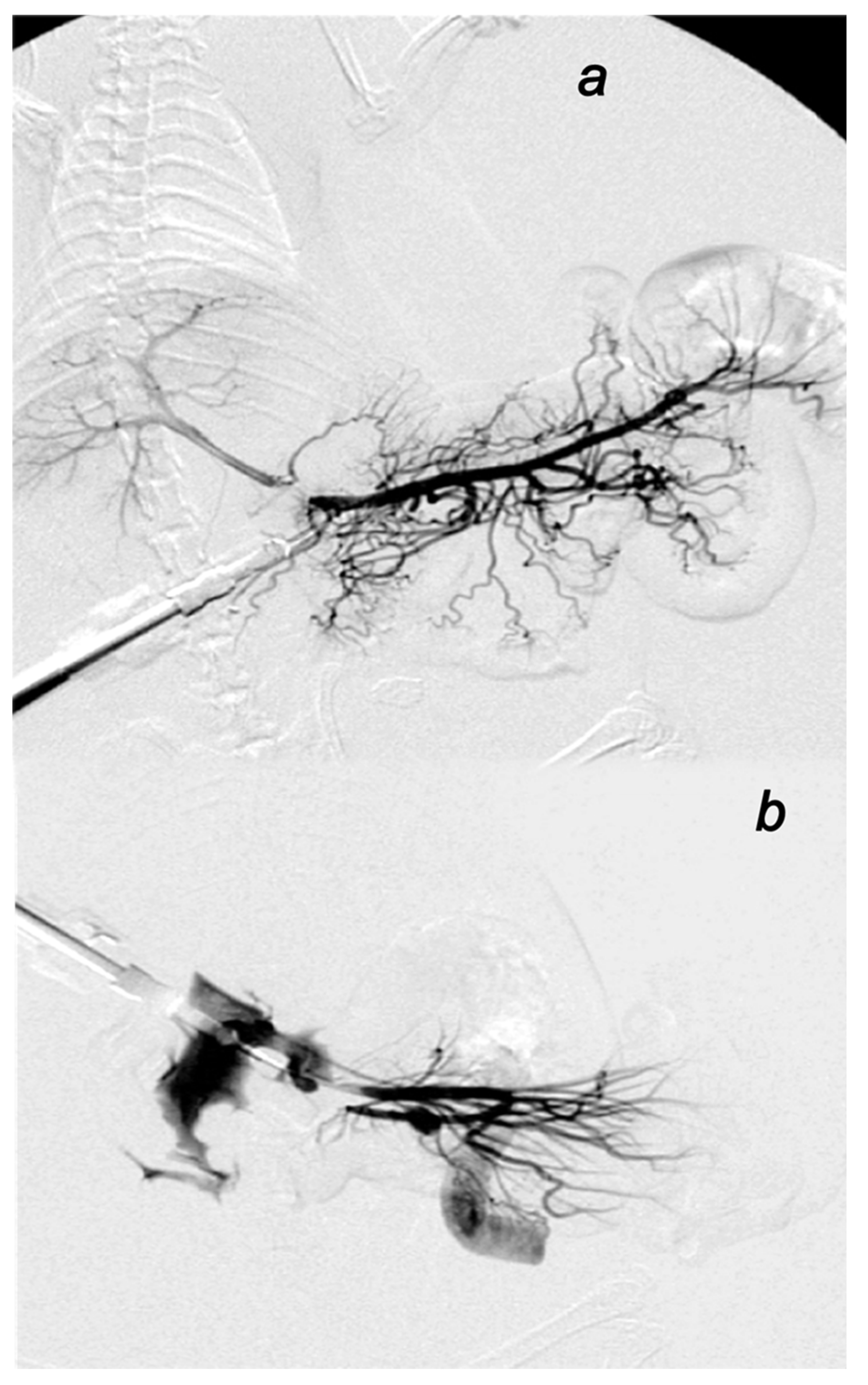 Biomedicines 09 01029 g004