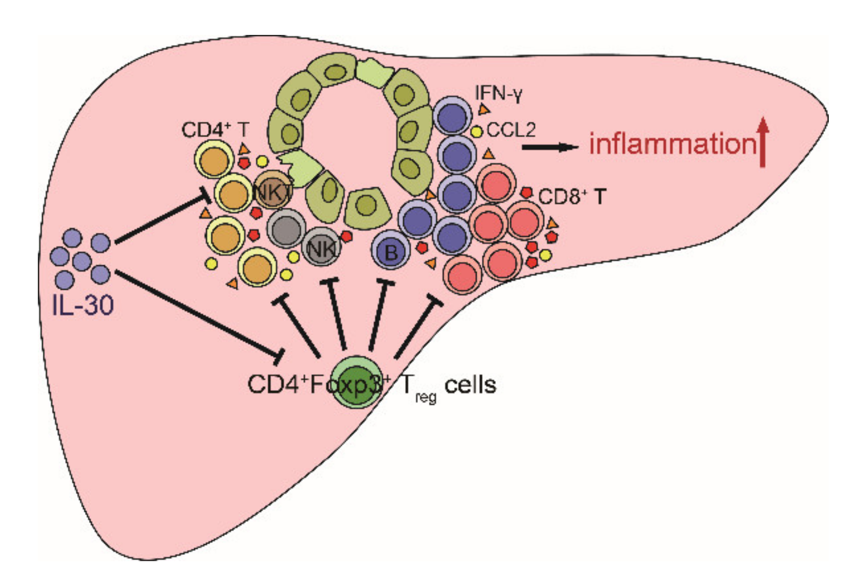 Biomedicines 09 01031 g007 550