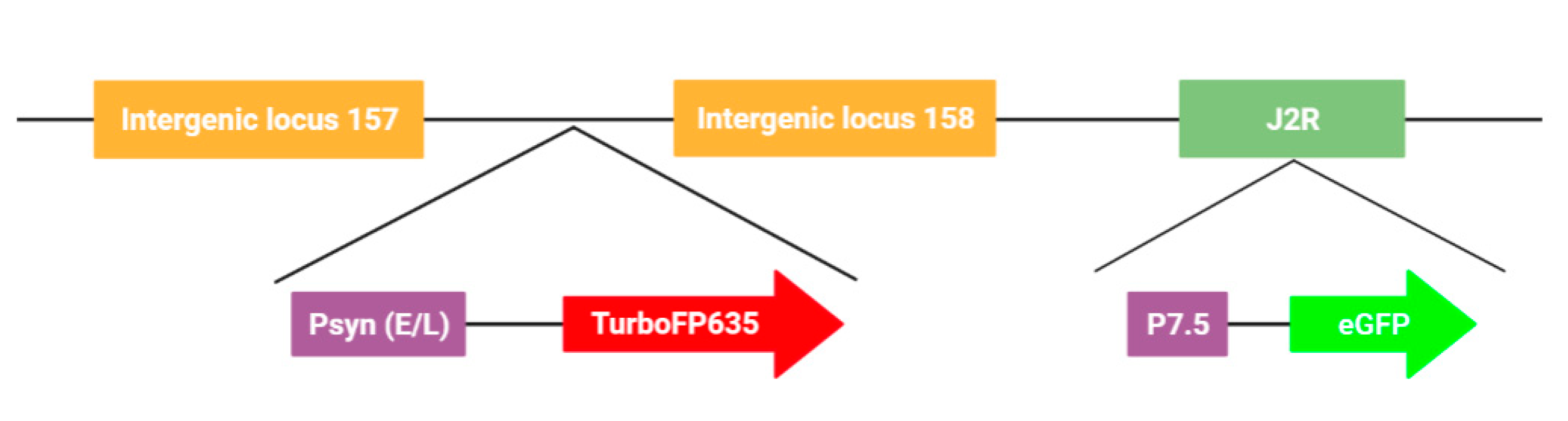 Biomedicines 09 01032 g002 550