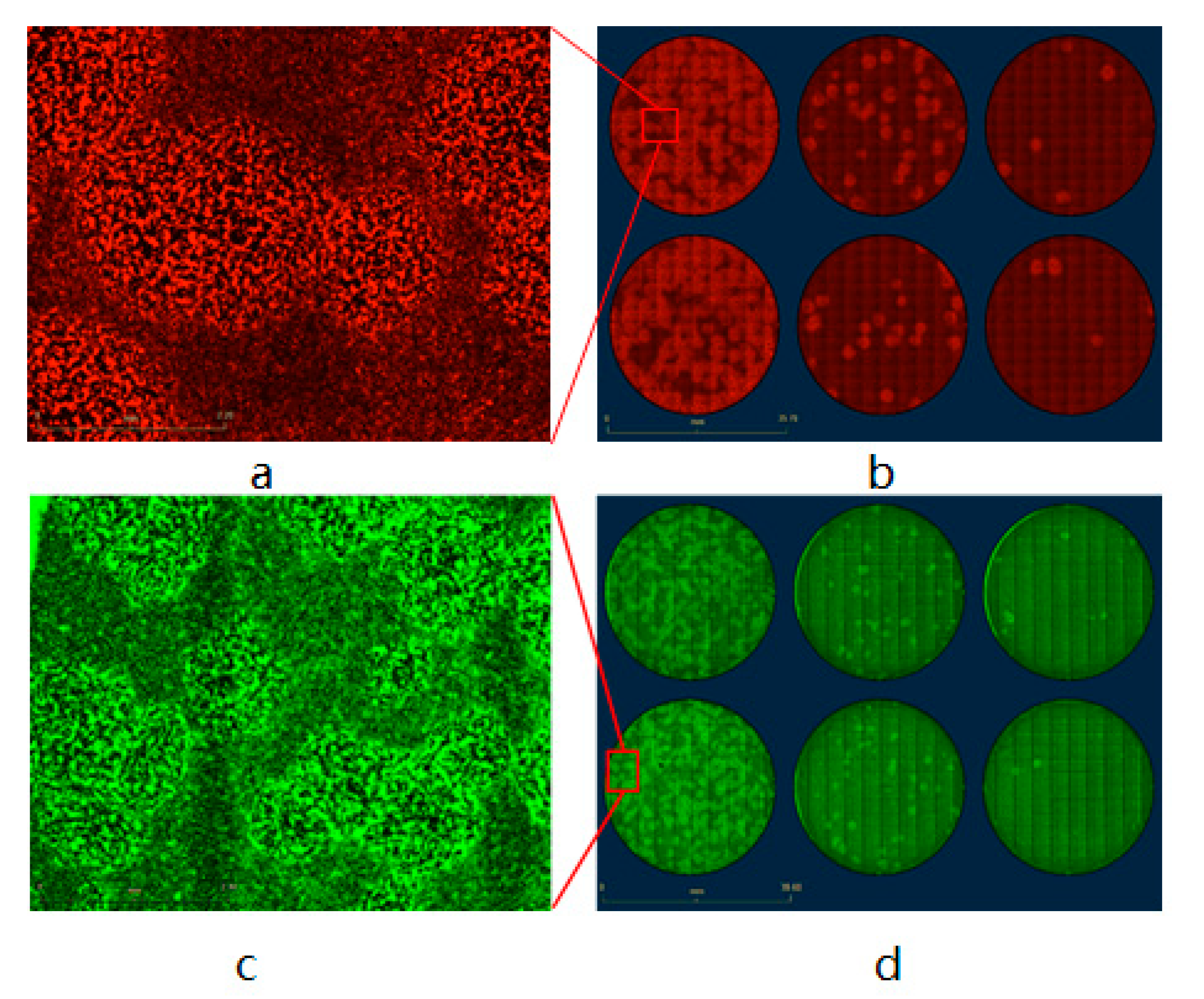 Biomedicines 09 01032 g007 550