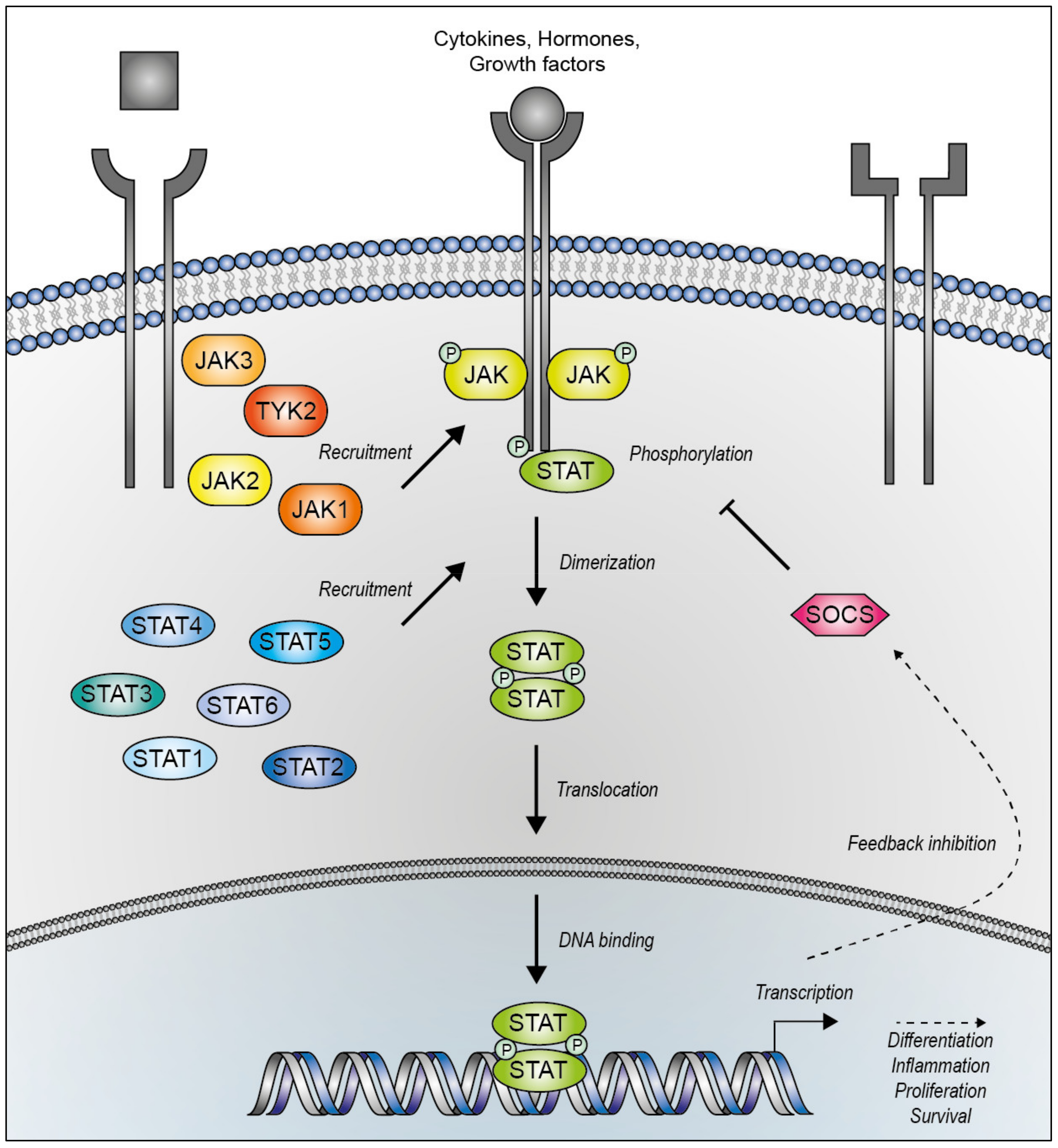 Biomedicines 09 01051 g001 Biomedicines 09 01051 g001