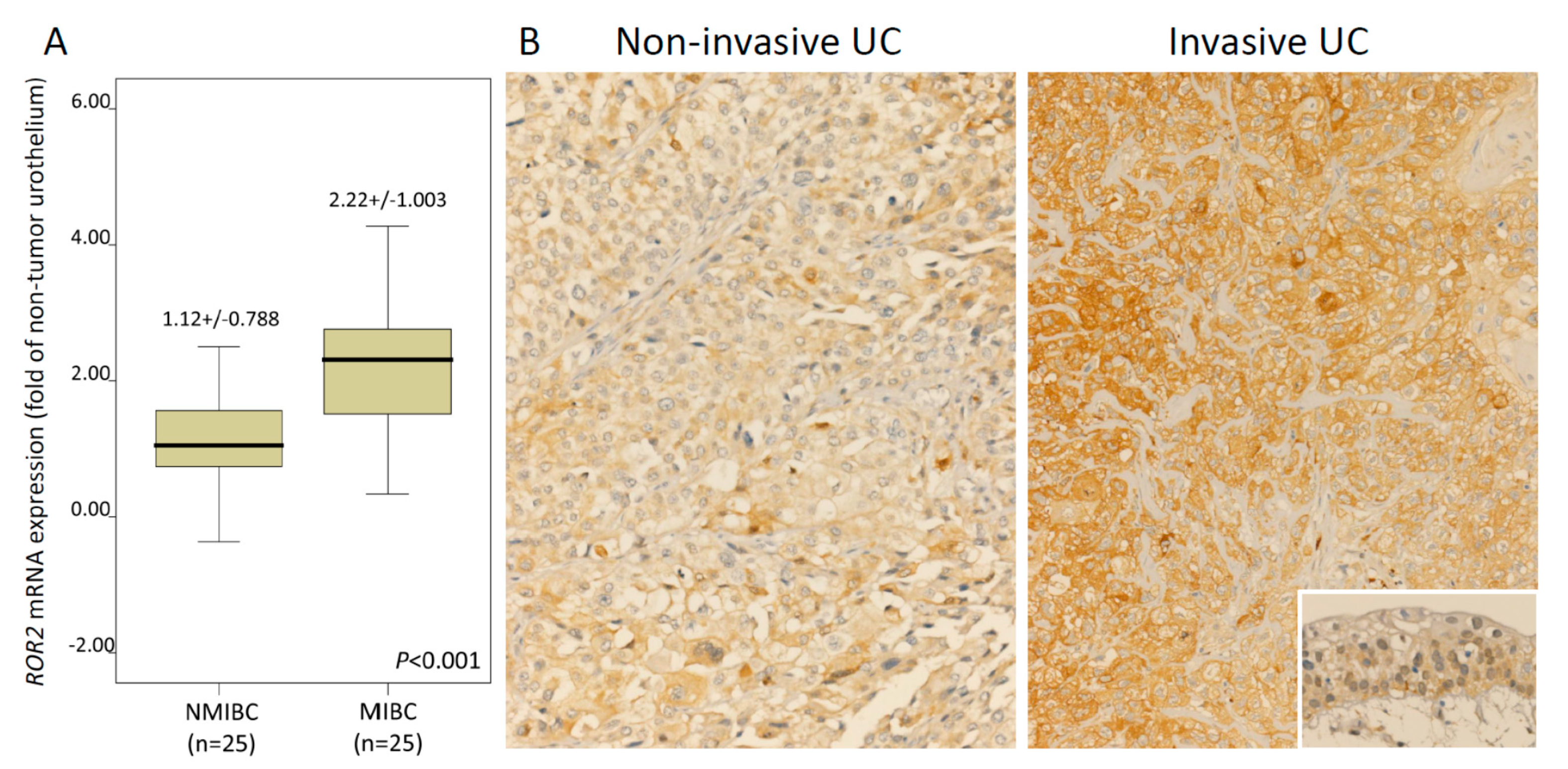 Biomedicines 09 01054 g002 550