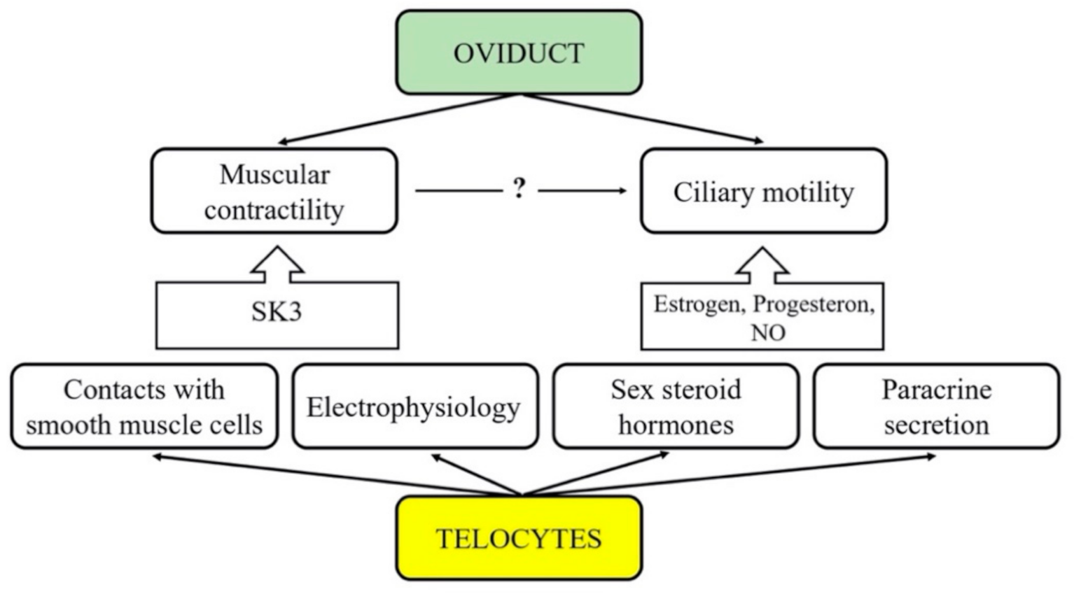 Biomedicines 09 01060 g001 550