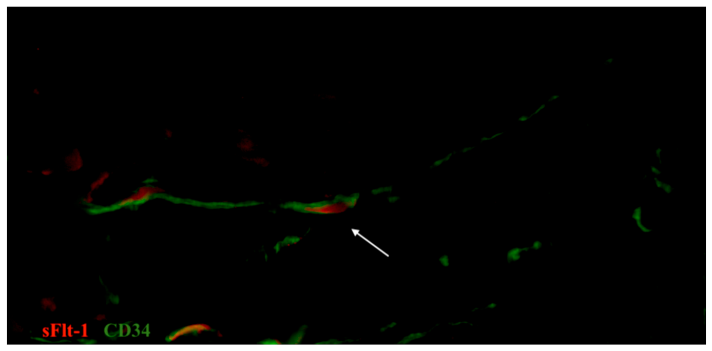 Biomedicines 09 01060 g011 550