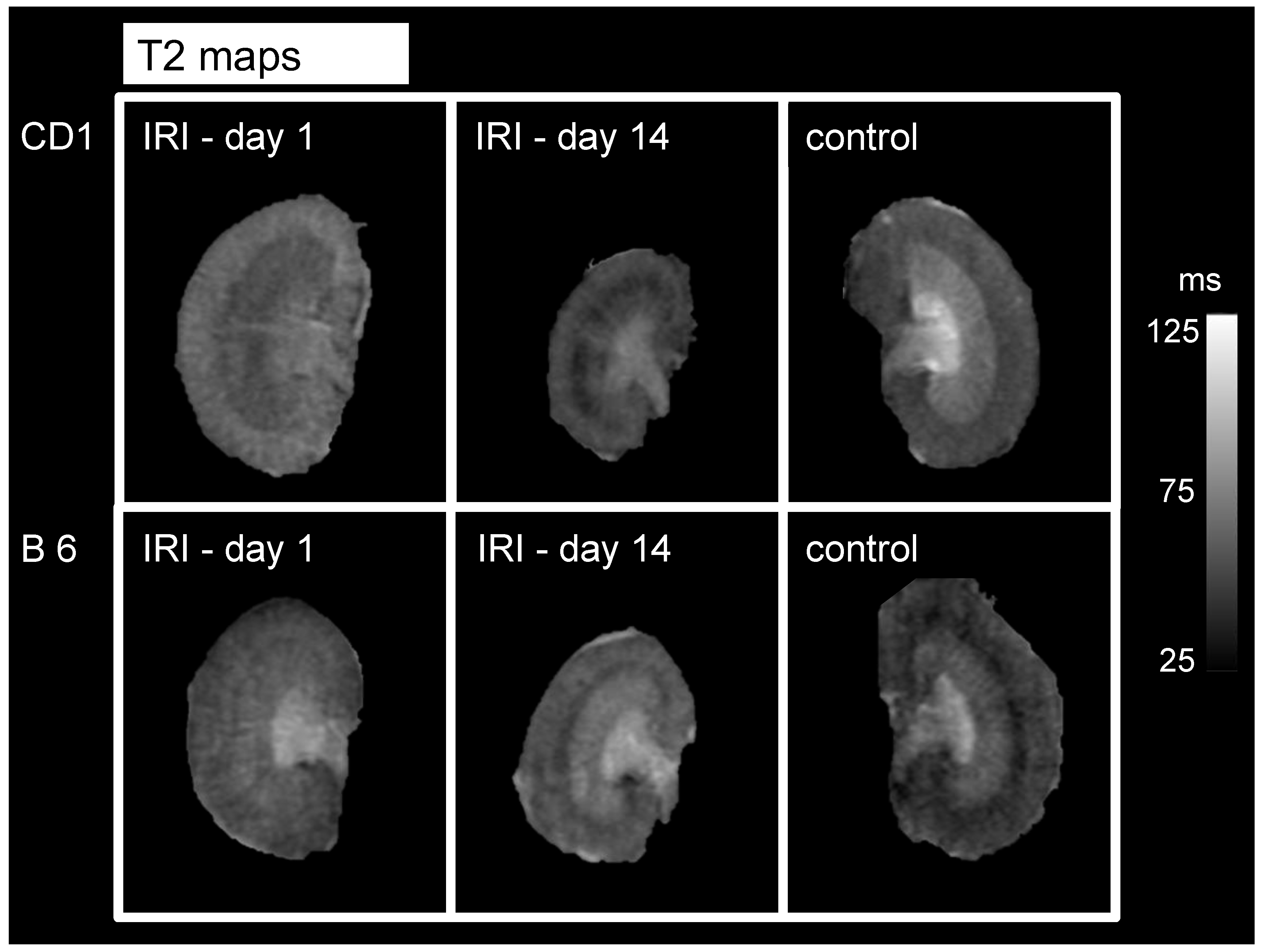 Biomedicines 09 01071 g003 550