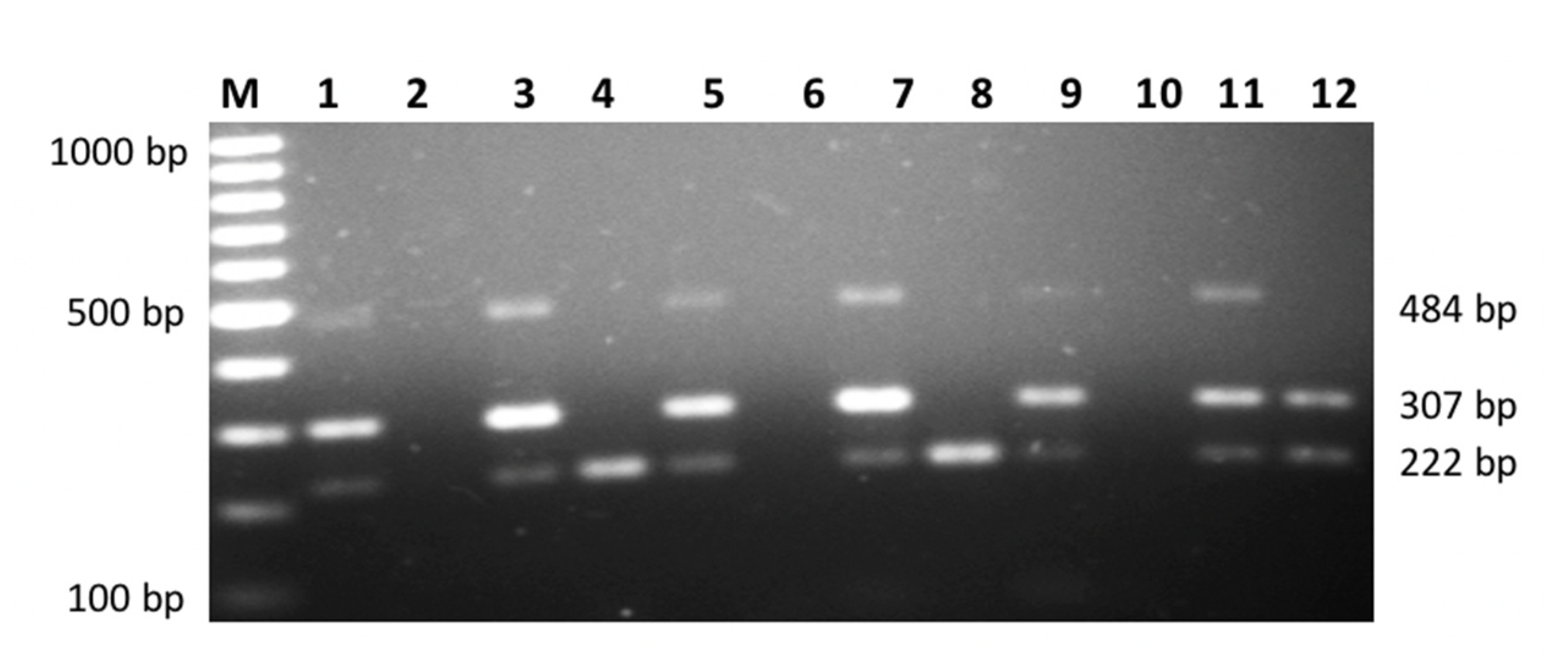 Biomedicines 09 01115 g002 Biomedicines 09 01115 g002