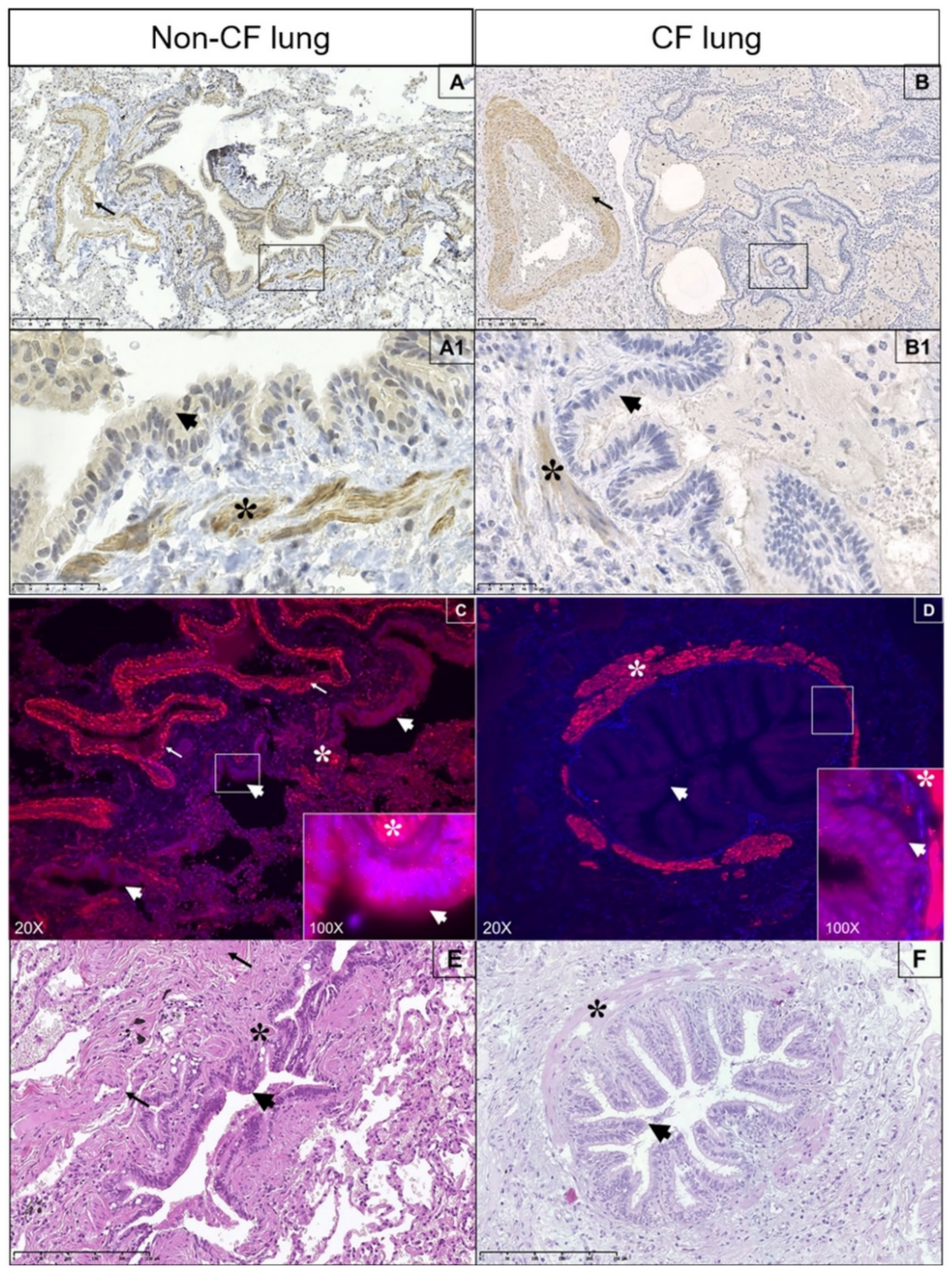 Biomedicines 09 01121 g006