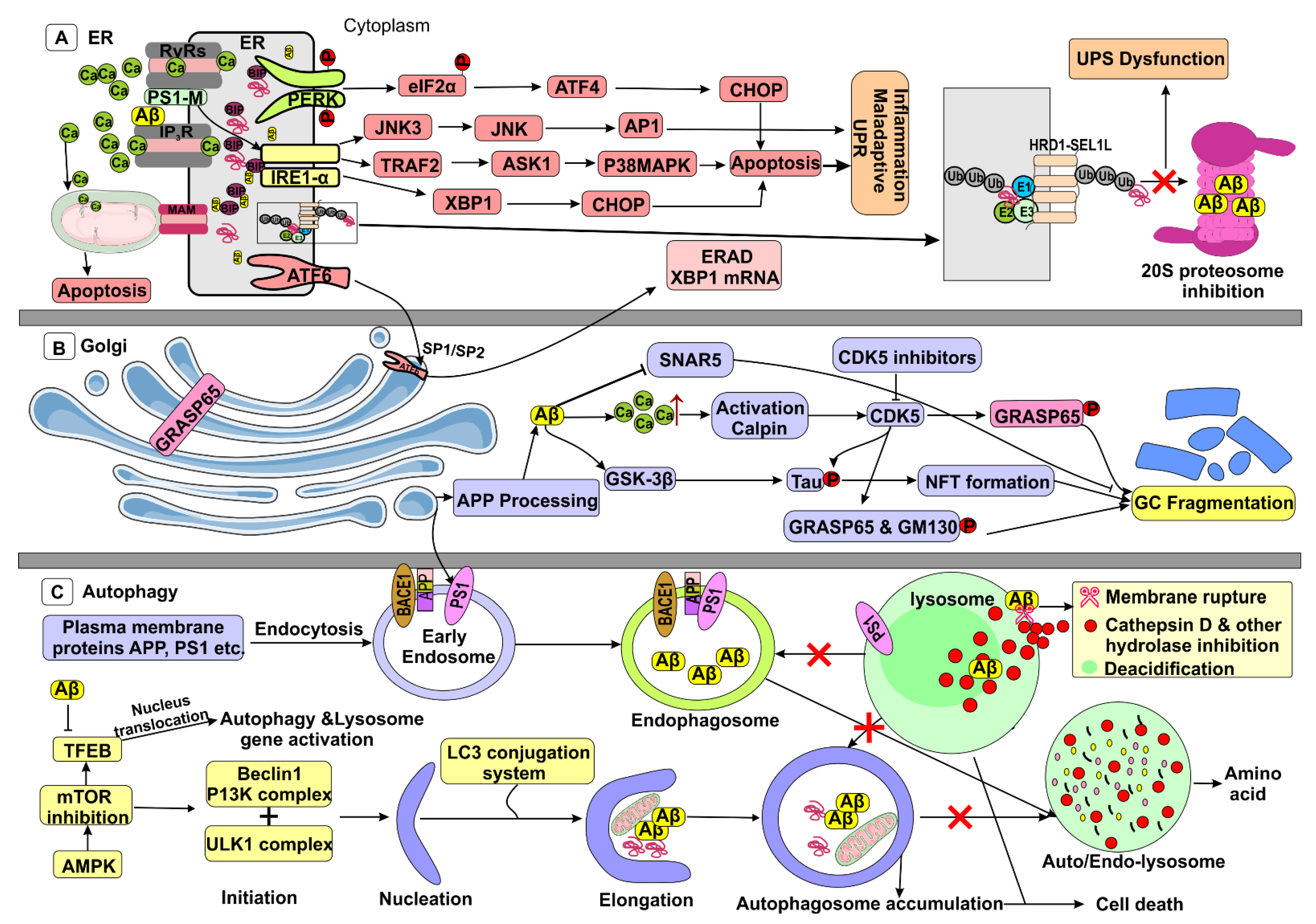 Biomedicines 09 01126 g004 Biomedicines 09 01126 g004