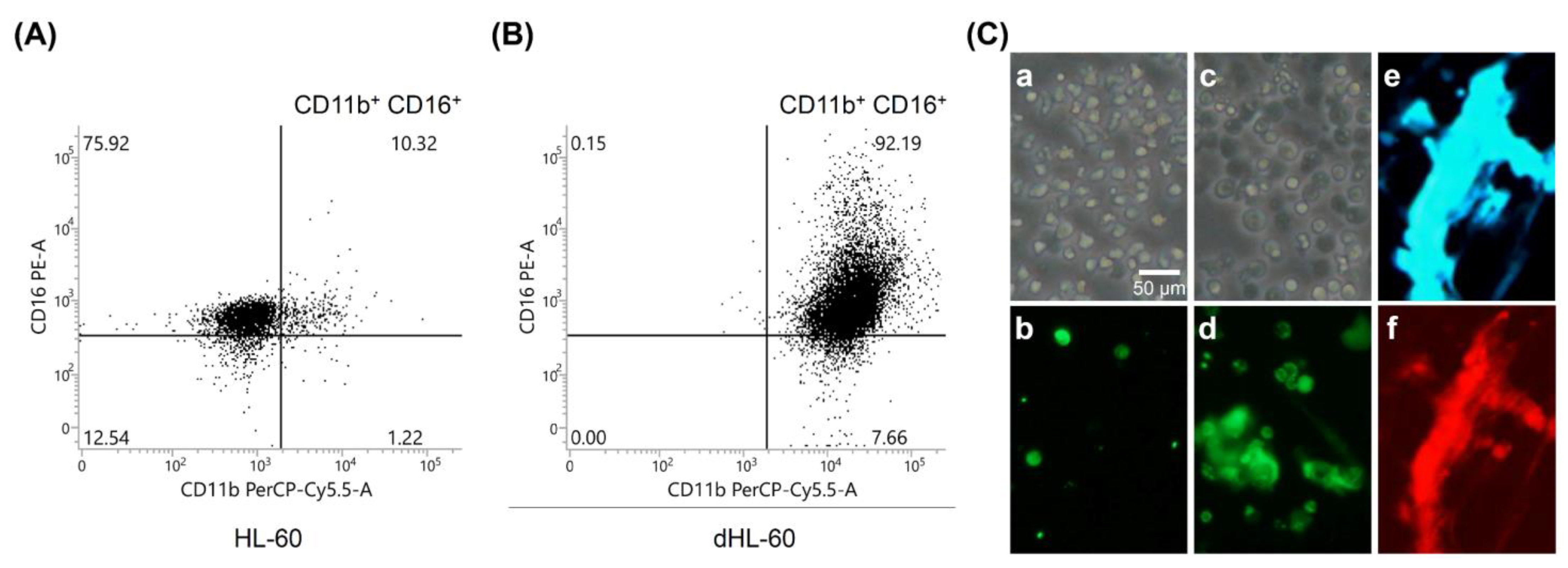 Biomedicines 09 01127 g002